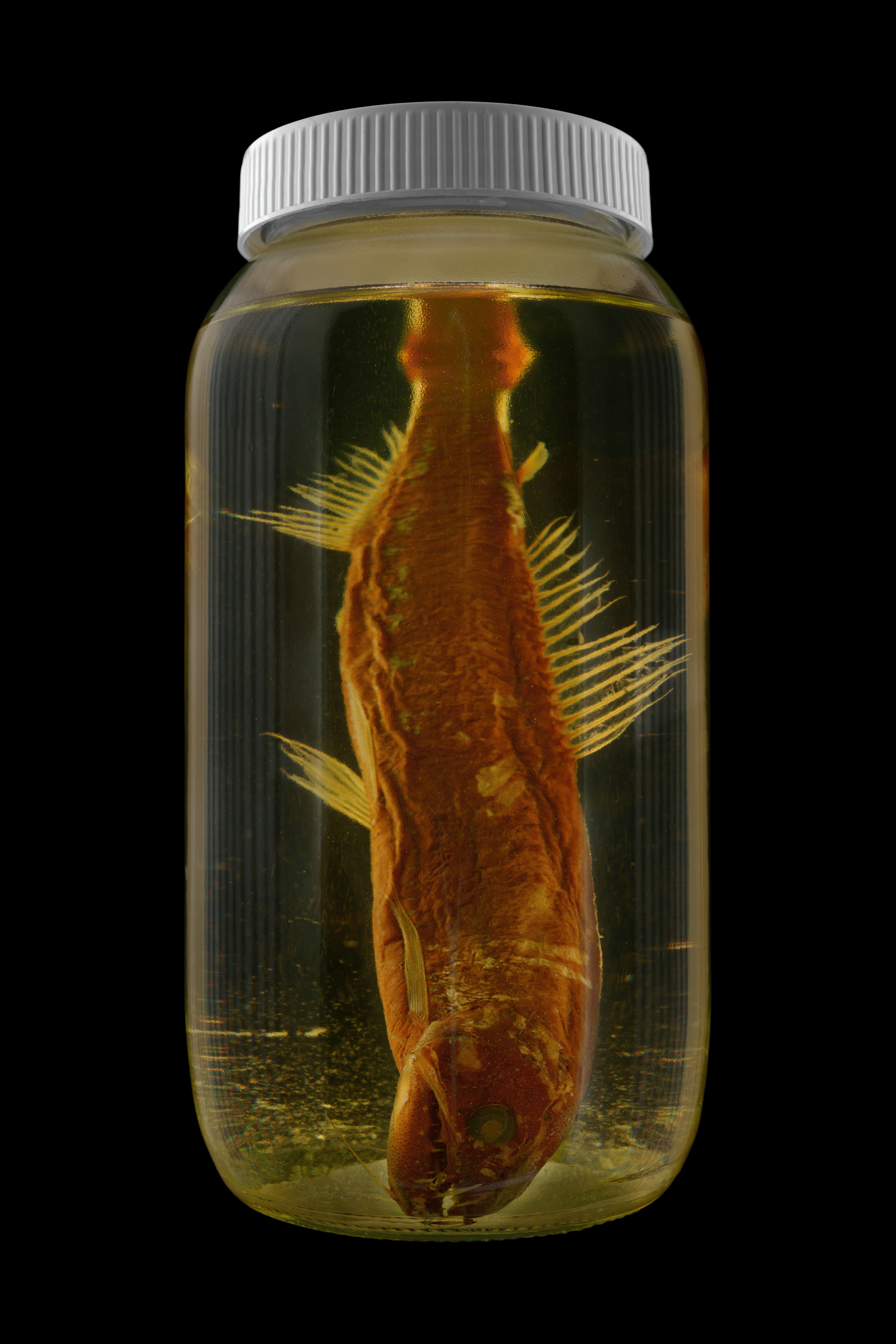 Astronesthes boulengeri, Museum of New Zealand Te Papa Tongarewa #1, 2016