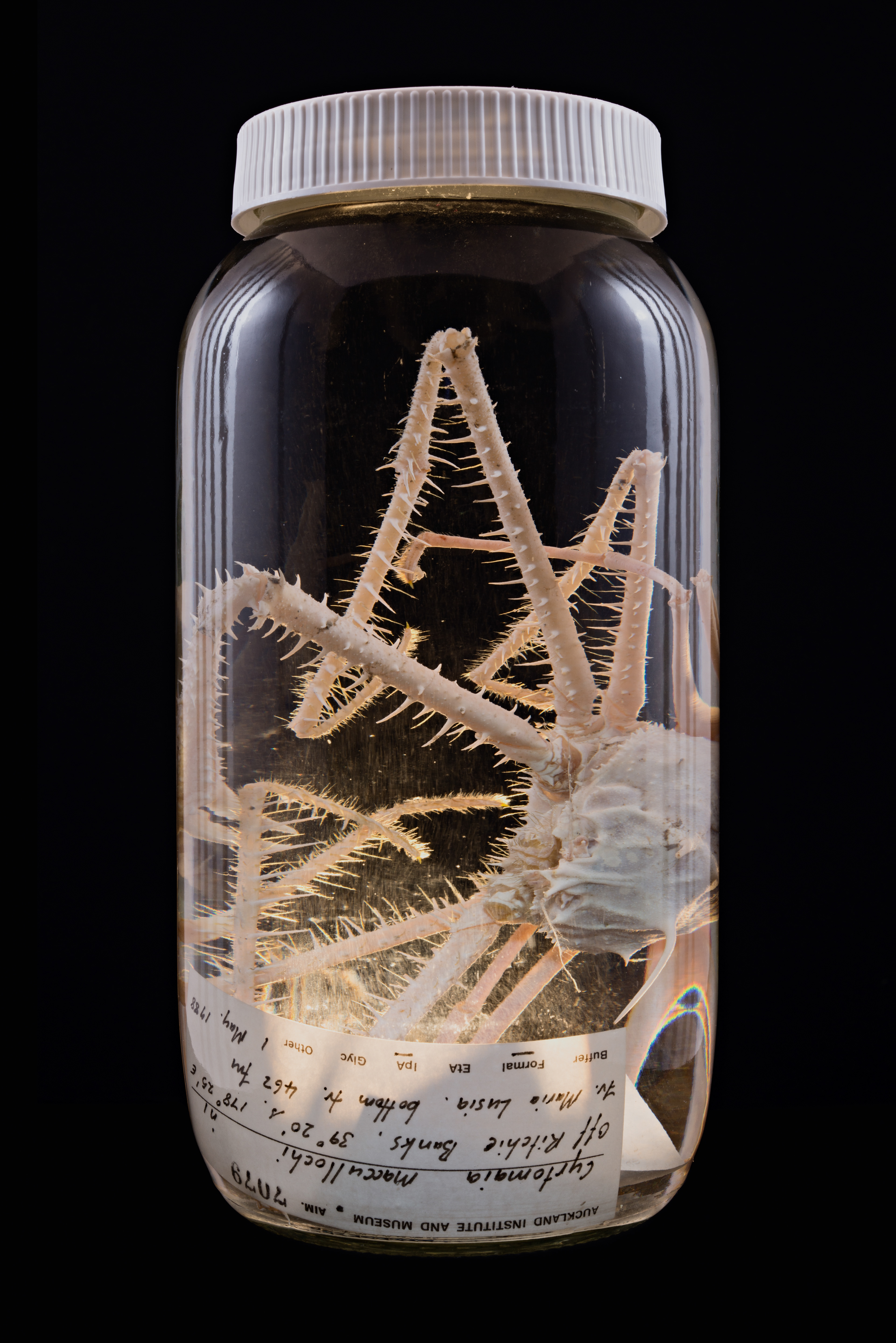 Cyrtomaia maccullochi, Auckland Museum Tāmaki Paenga Hira #1, 2013
