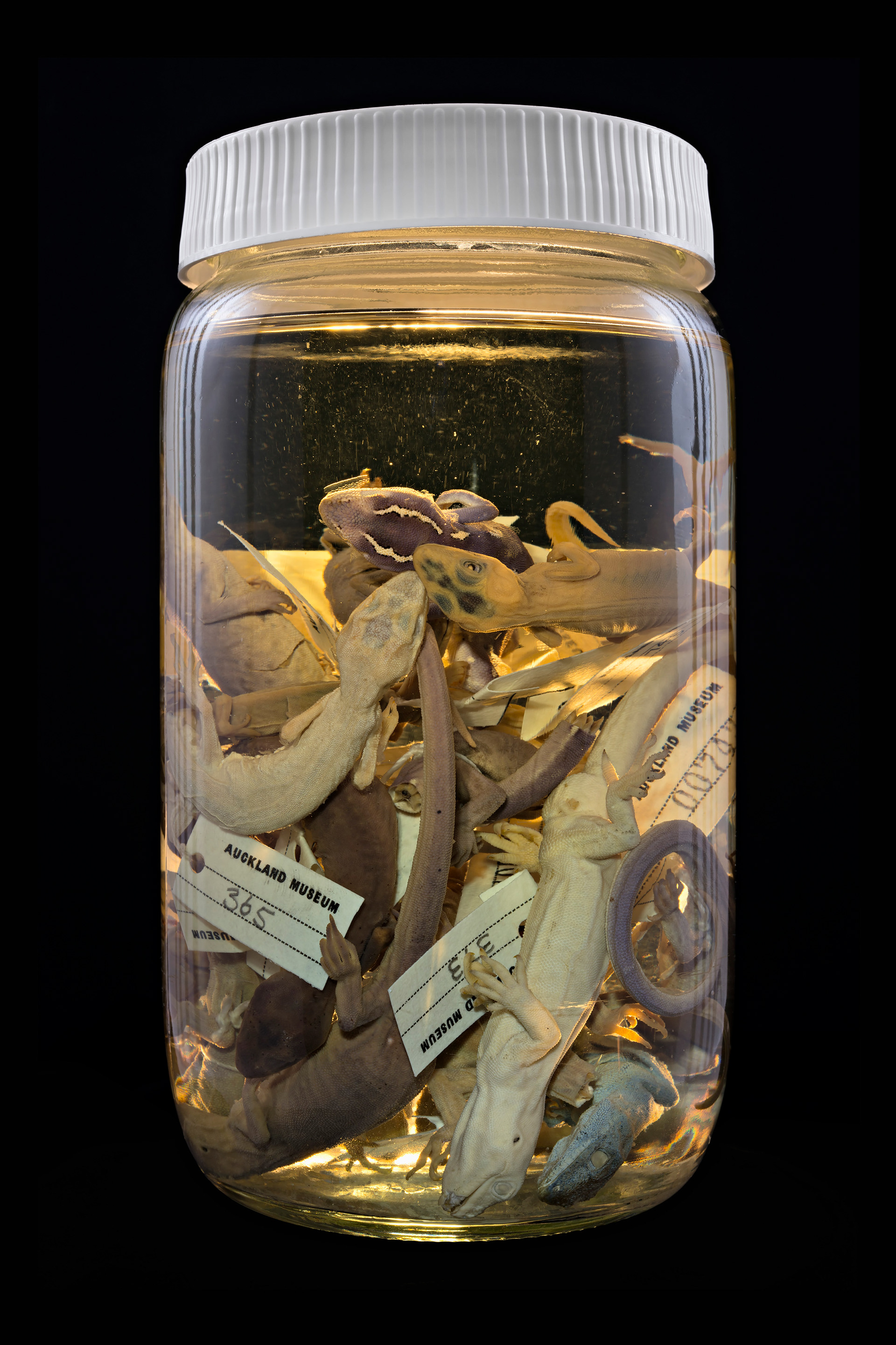 Naultinus elegans / Mokomoko, Auckland Museum Tāmaki Paenga Hira #1, 2013
