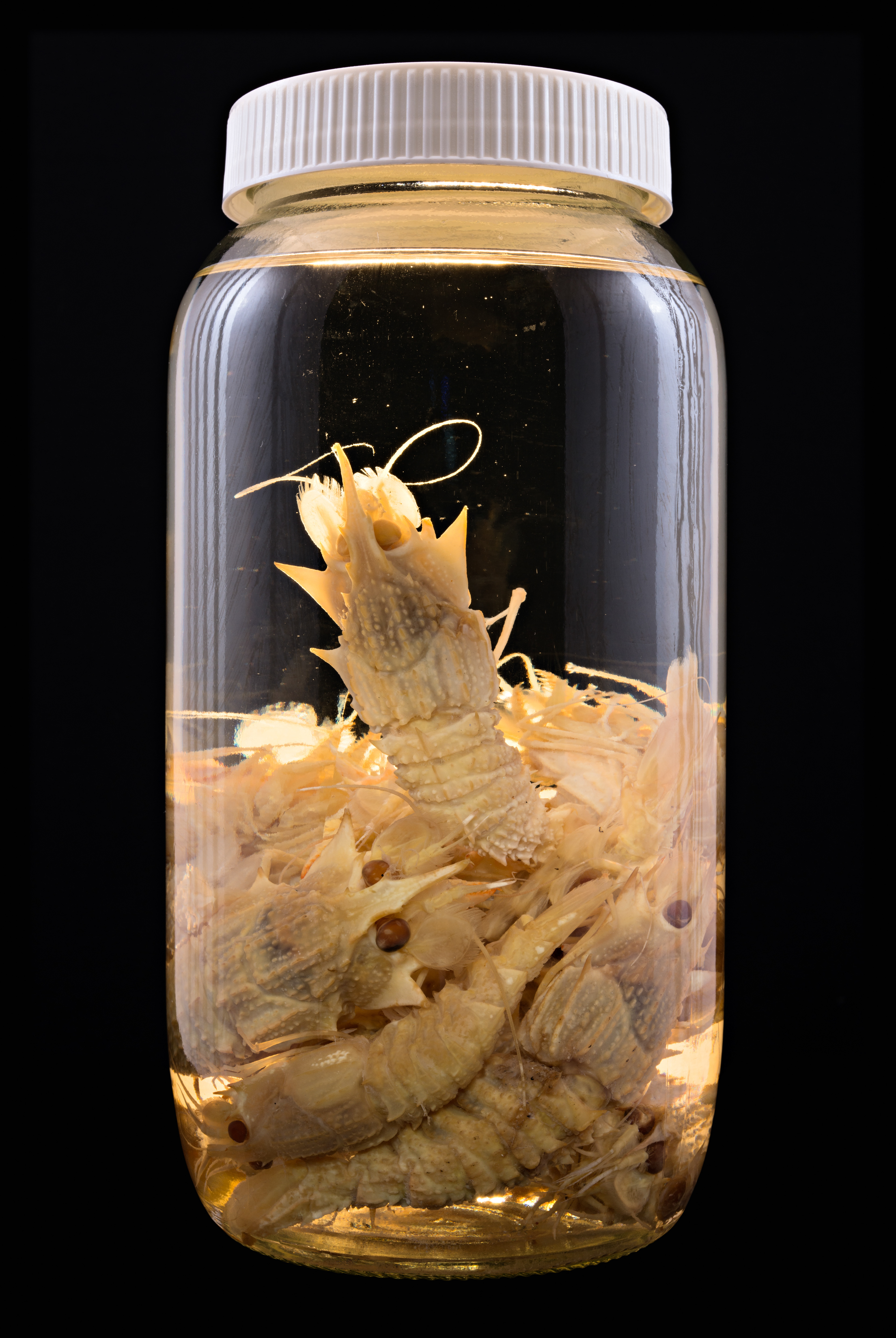 Glyphocrangon sp., Auckland Museum Tāmaki Paenga Hira #1, 2013