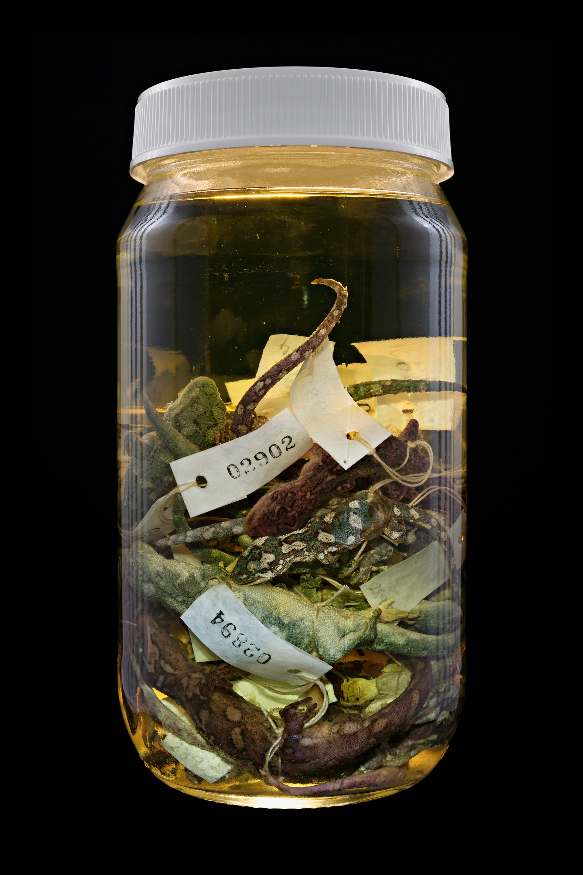 Naultinus rudis / Mokomoko, Auckland Museum Tāmaki Paenga Hira #1, 2013