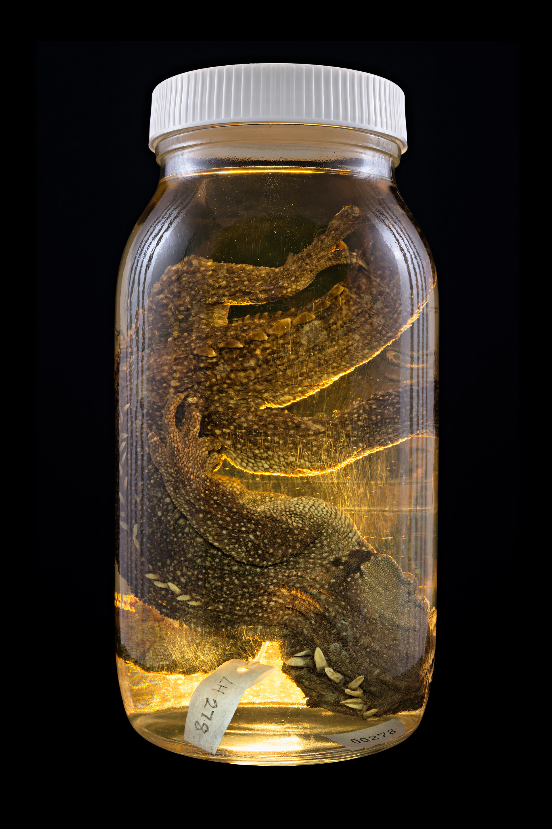 Sphenodon punctatus / Tuatara, Auckland Museum Tāmaki Paenga Hira #7, 2013