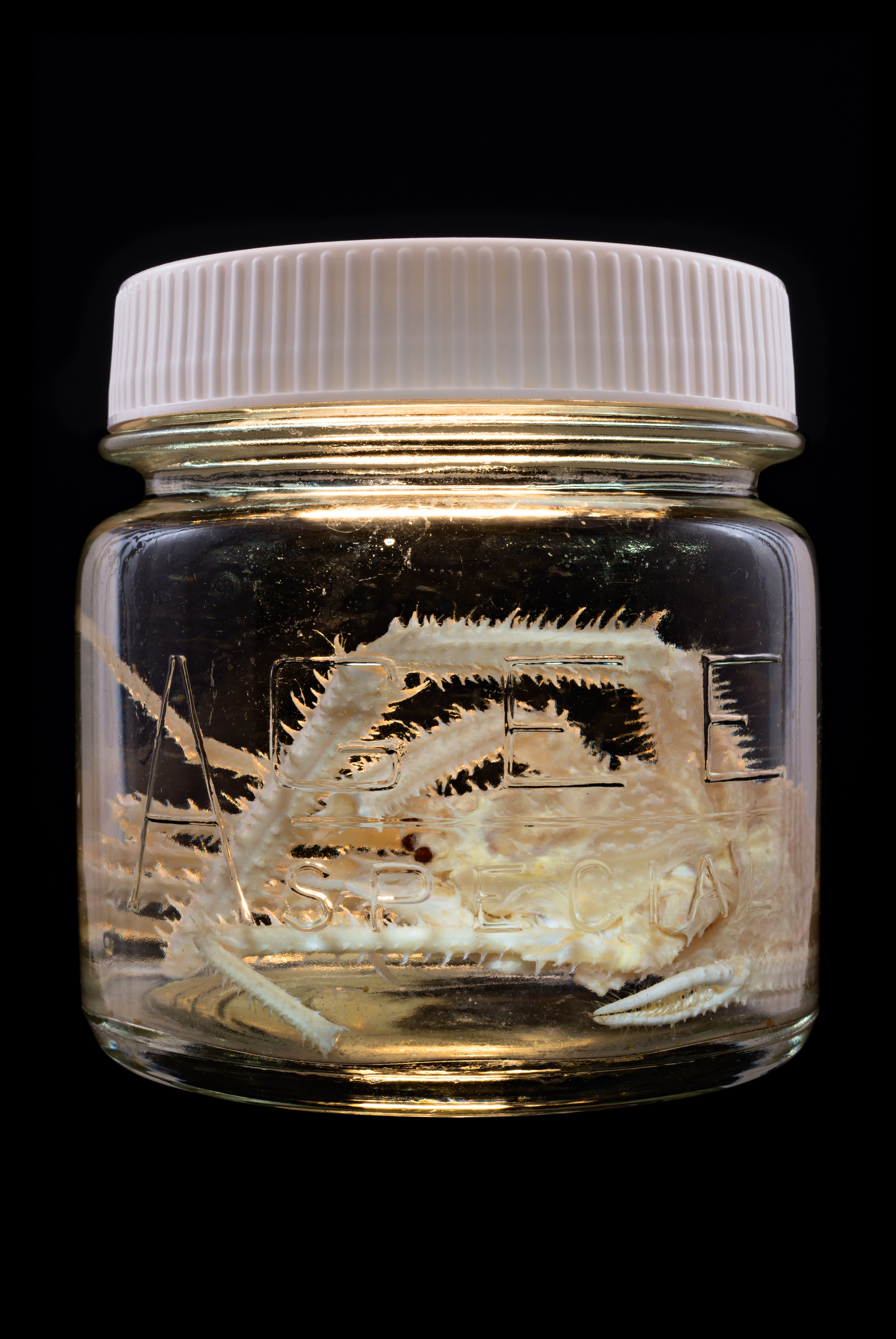 Ptychogaster sp., Auckland Museum Tāmaki Paenga Hira #1, 2013