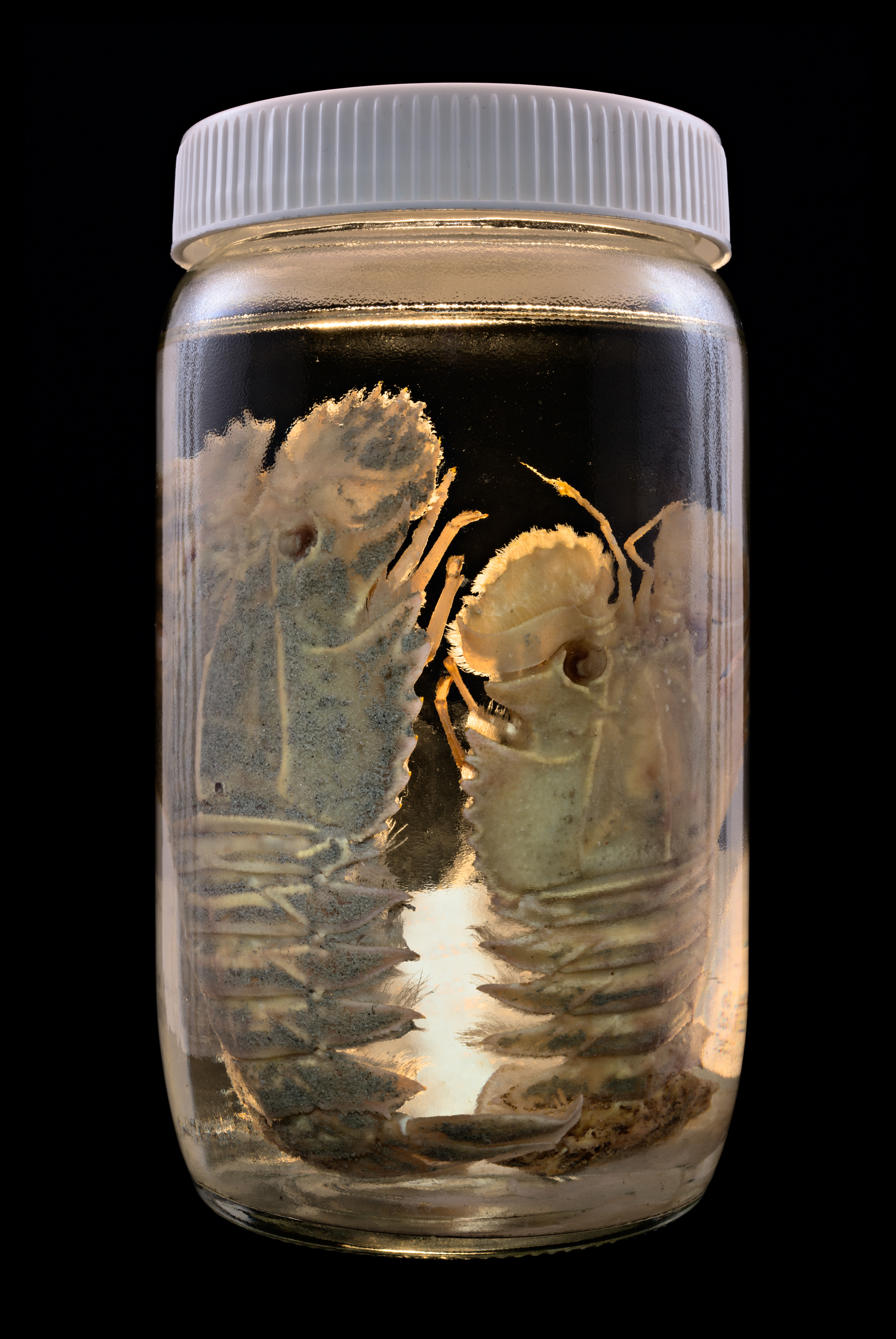 Ibacus alticrenatus, Auckland Museum Tāmaki Paenga Hira #1, 2013
