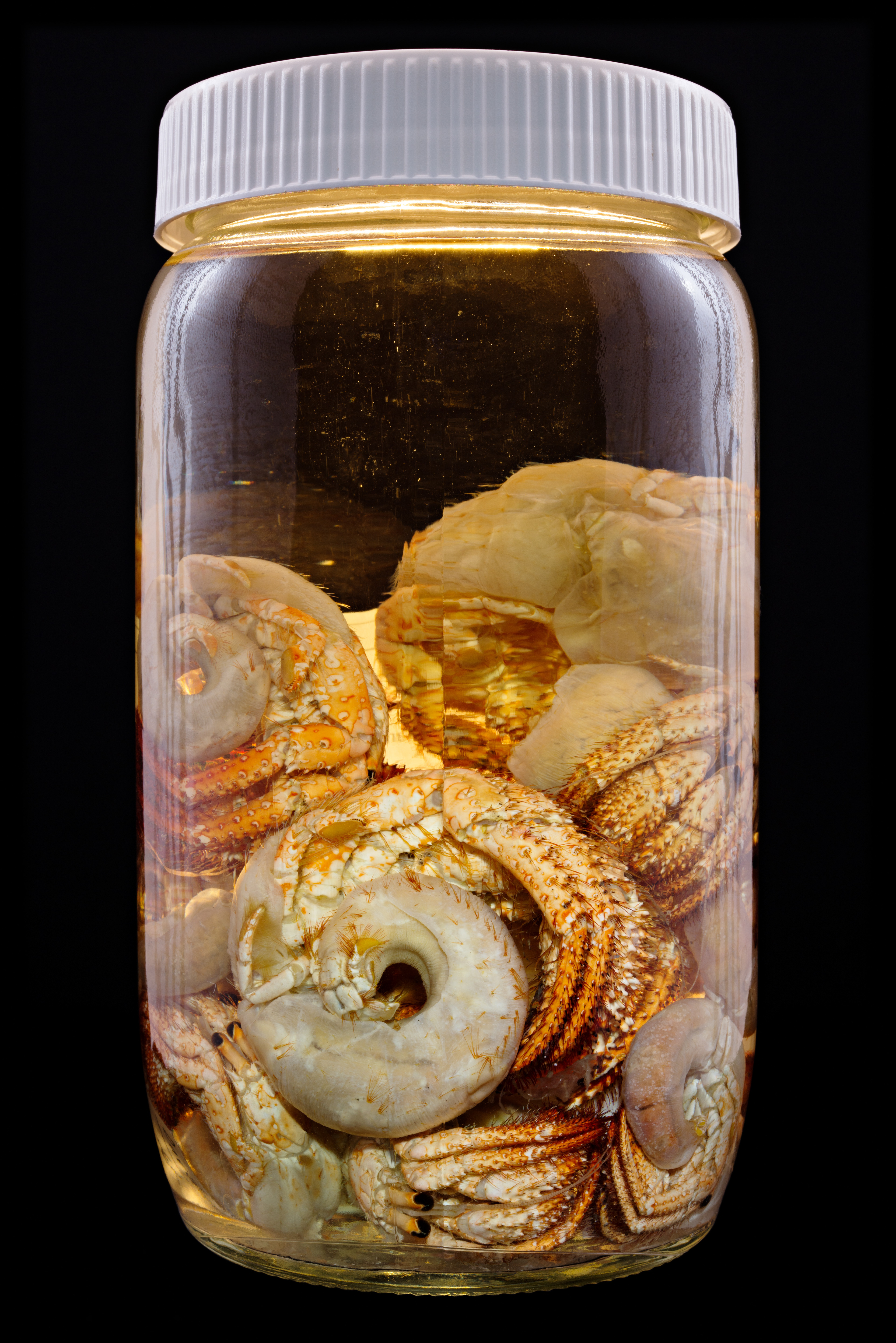 Dardanus hessii, Auckland Museum Tāmaki Paenga Hira #1, 2013