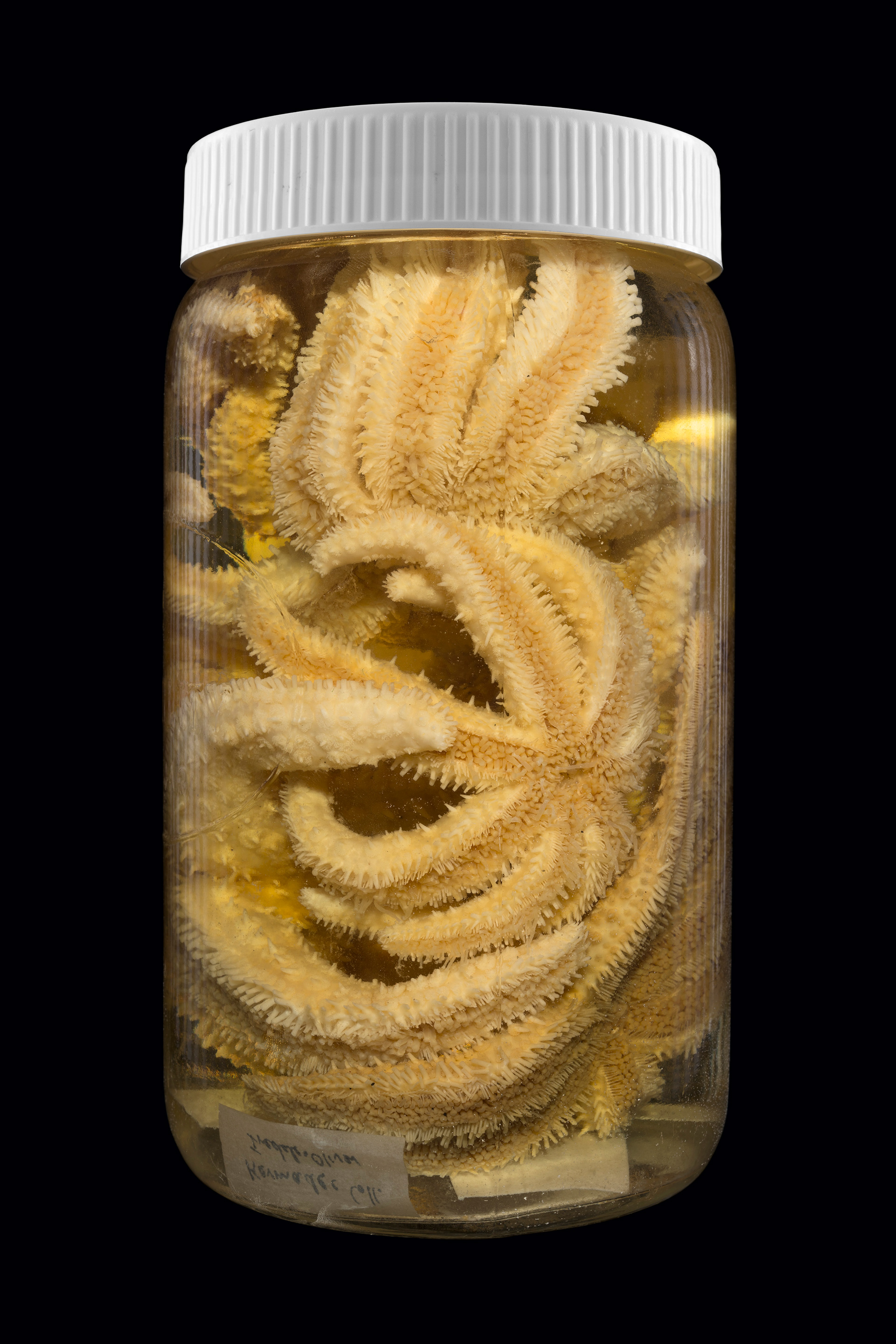 Sclerasterias mollis / Pātangaroa, Otago Museum, Ōtepoti / Dunedin, New Zealand #1, 2014