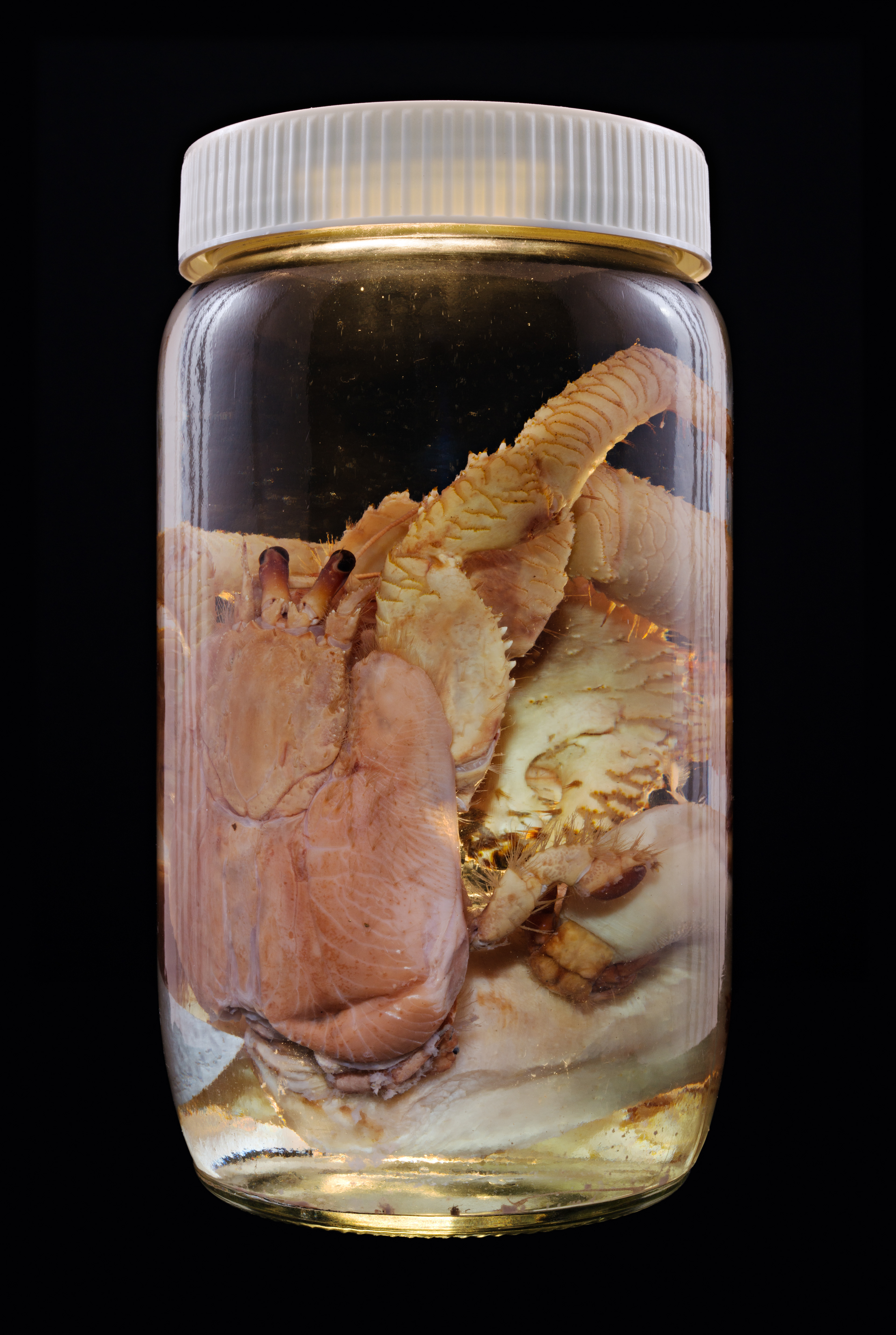 Paguristes sp., Auckland Museum Tāmaki Paenga Hira #1, 2013