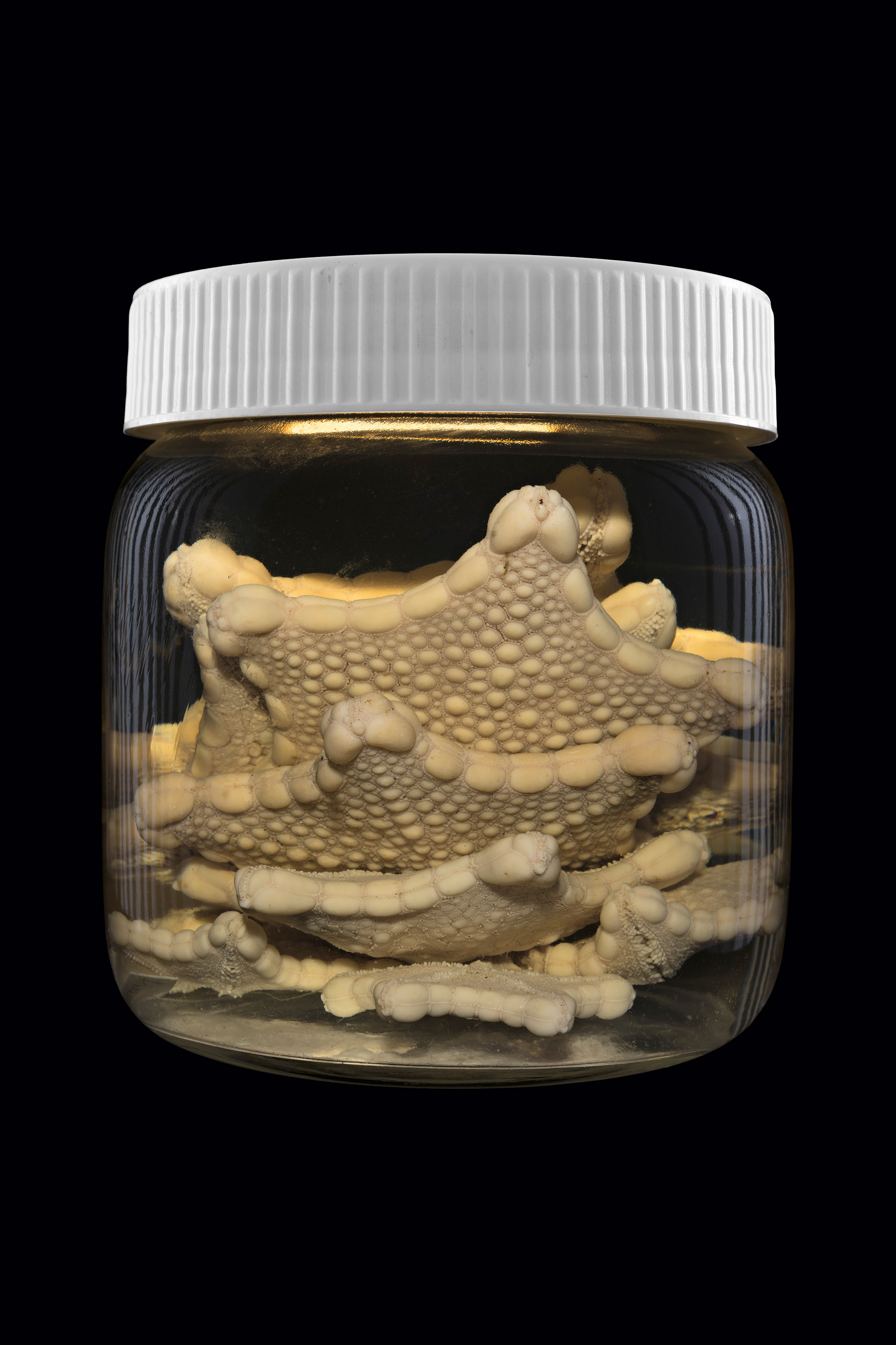 Pentagonaster pulchellus / Pātangaroa, Otago Museum, Ōtepoti / Dunedin, New Zealand #1, 2014