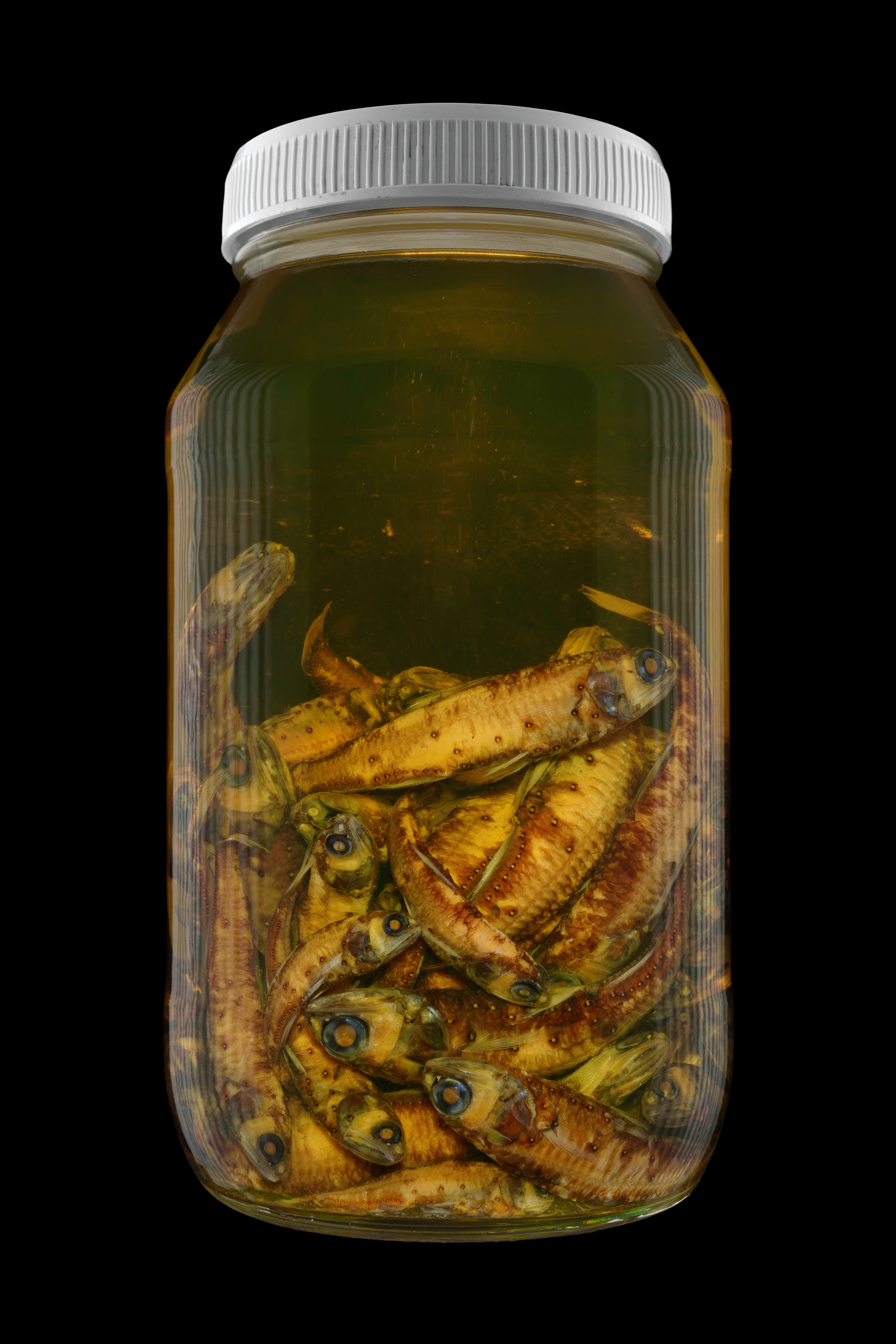 Symbolophorus boopps, Museum of New Zealand Te Papa Tongarewa #1, 2016