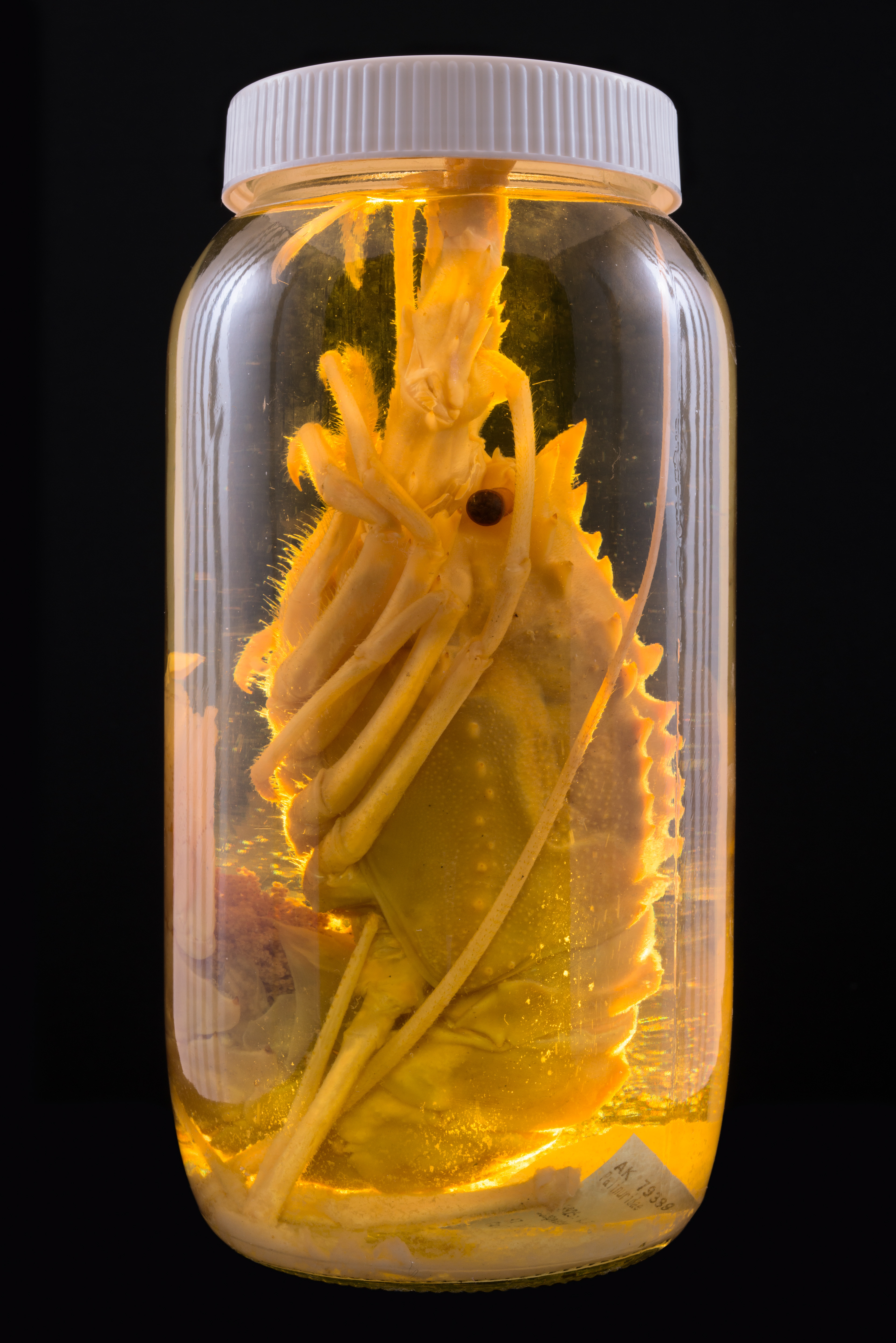 Projasus parkeri, Auckland Museum Tāmaki Paenga Hira #1, 2013