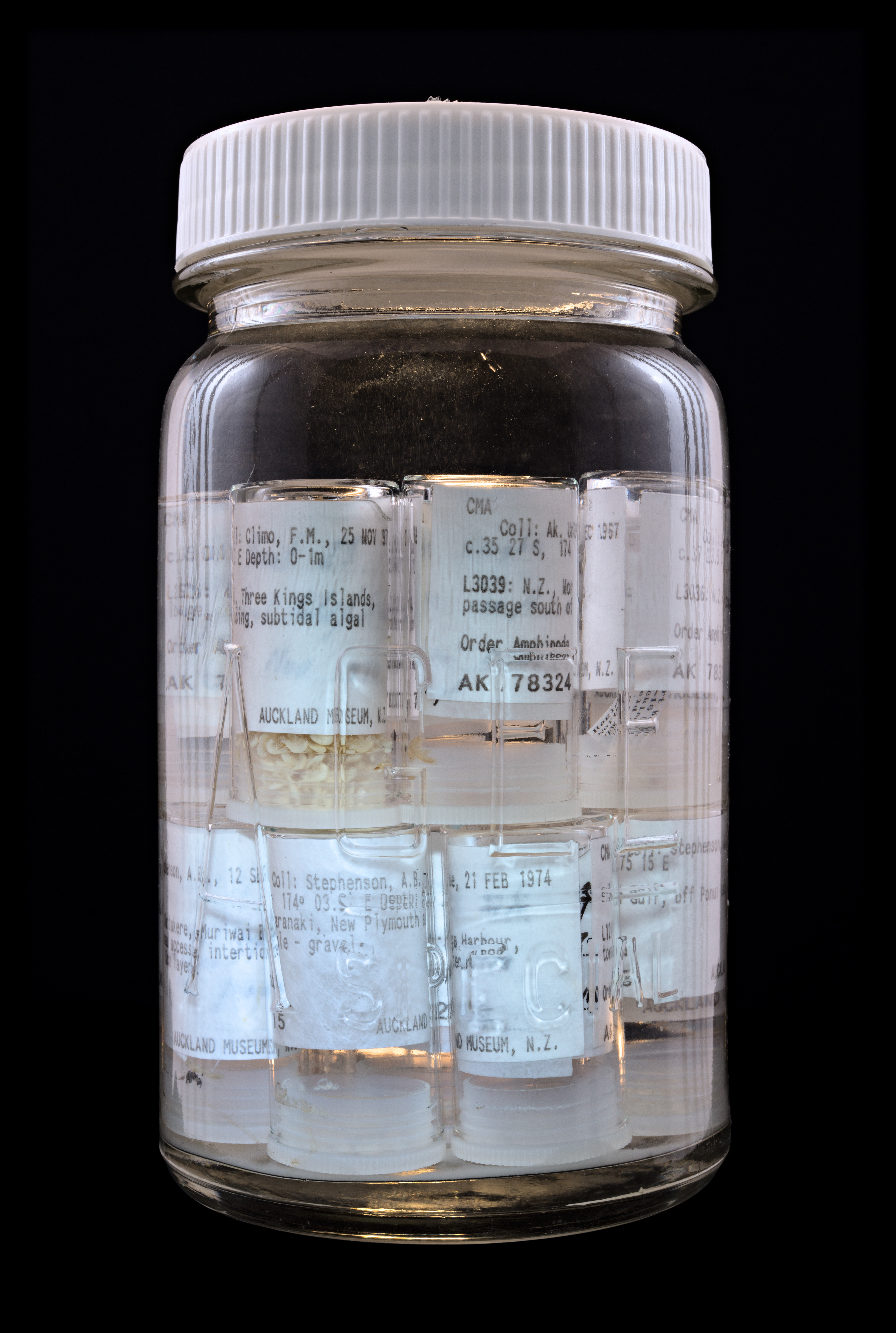 Amphipoda spp., Auckland Museum Tāmaki Paenga Hira #1, 2013