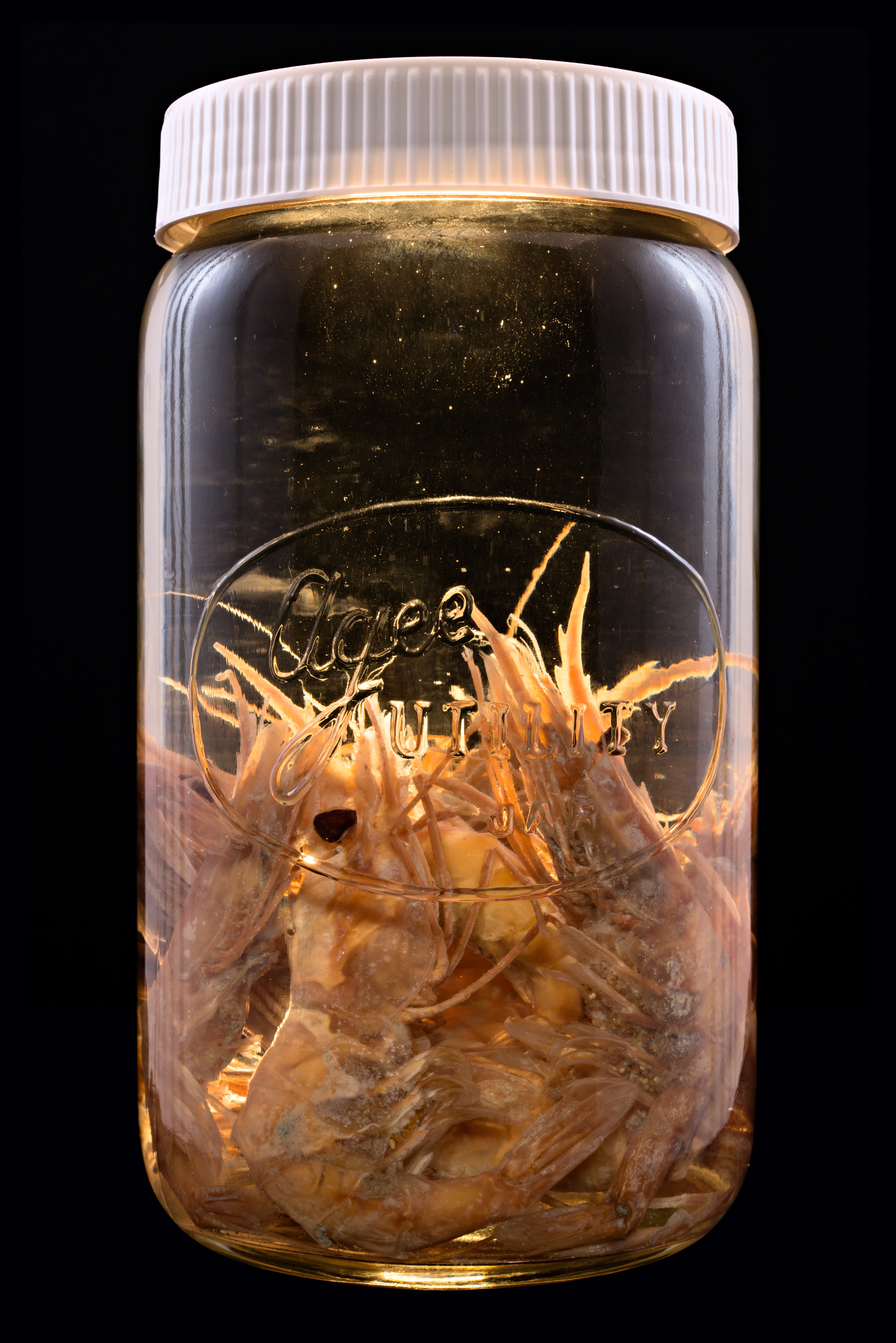 Campylonotus rathbunae, Auckland Museum Tāmaki Paenga Hira #1, 2013