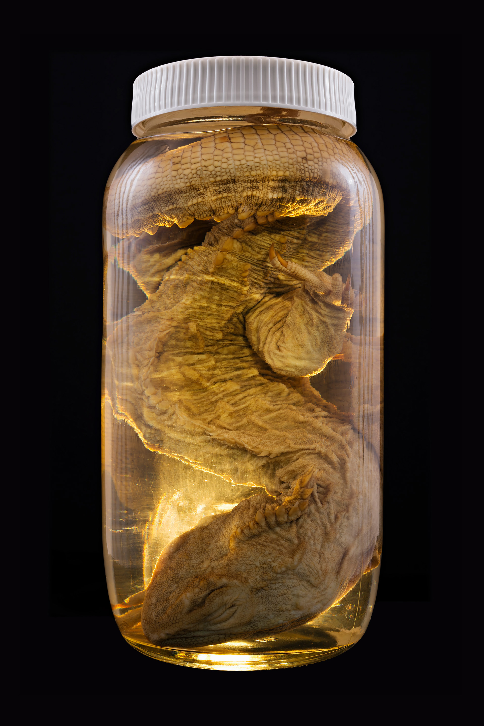 Sphenodon punctatus / Tuatara, Auckland Museum Tāmaki Paenga Hira #1, 2013