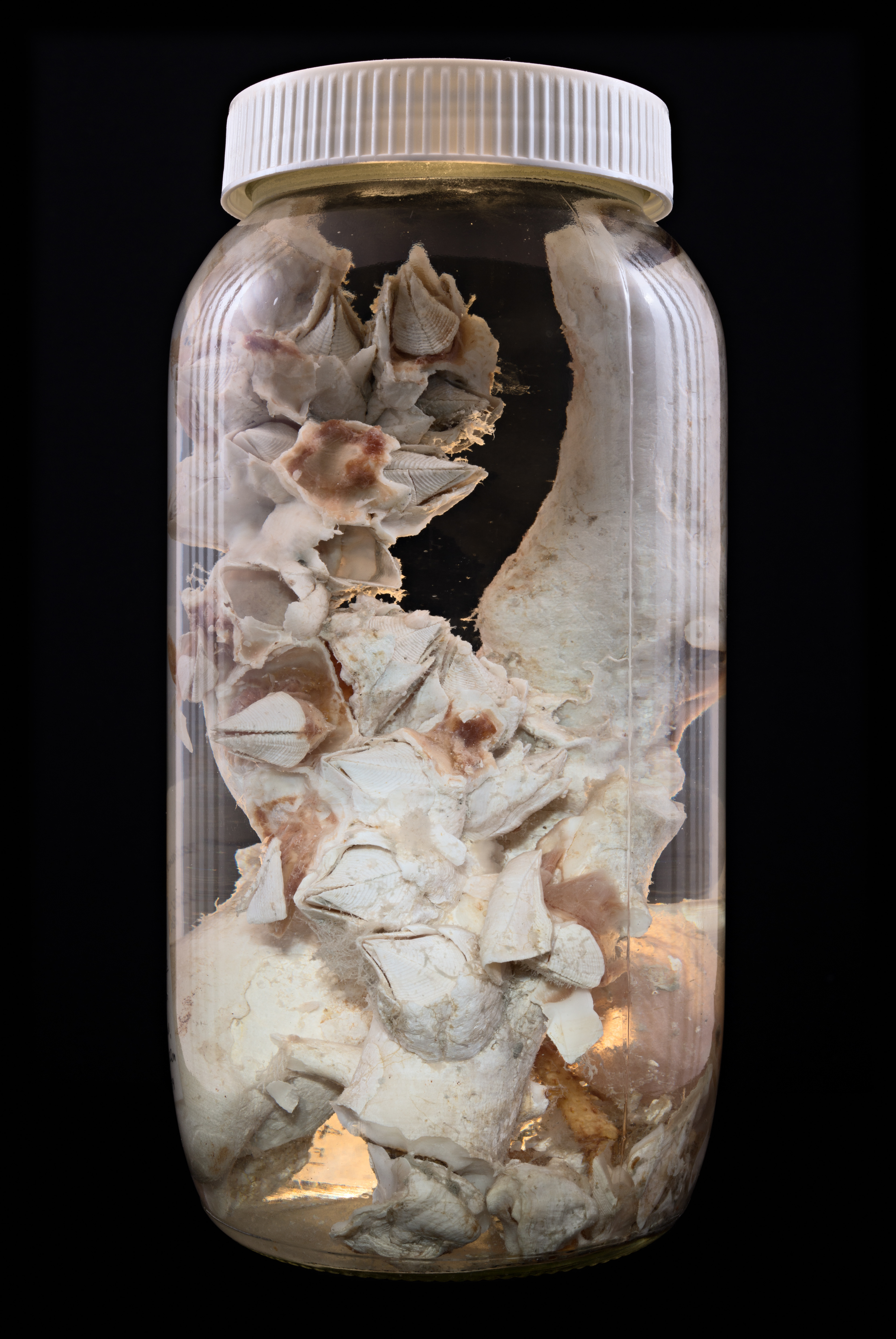 Pachylasma scutistriata, Auckland Museum Tāmaki Paenga Hira #1, 2013
