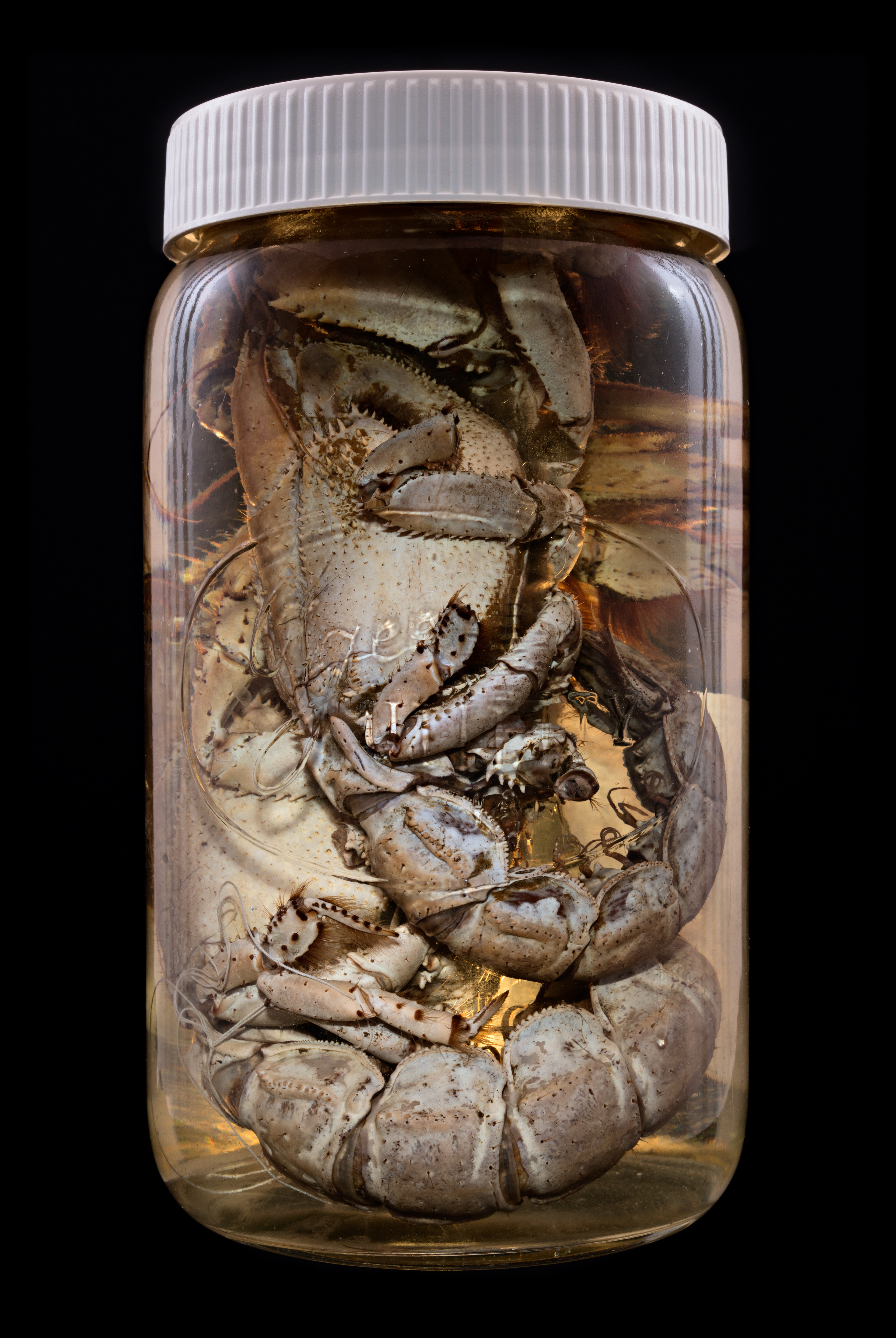 Thalassina anomala, Auckland Museum Tāmaki Paenga Hira #1, 2013