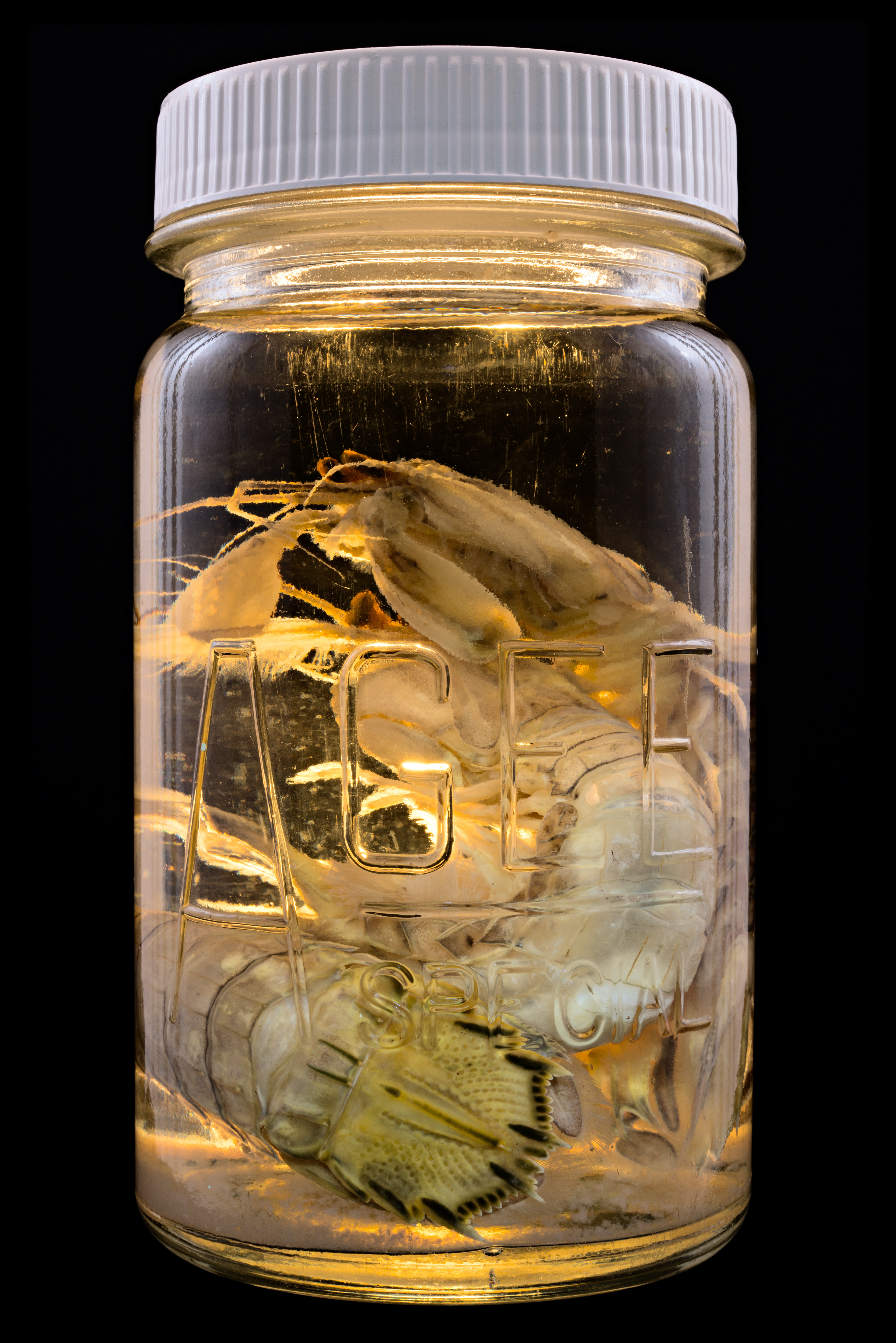Oratosquilla oratoria, Auckland Museum Tāmaki Paenga Hira #1, 2013