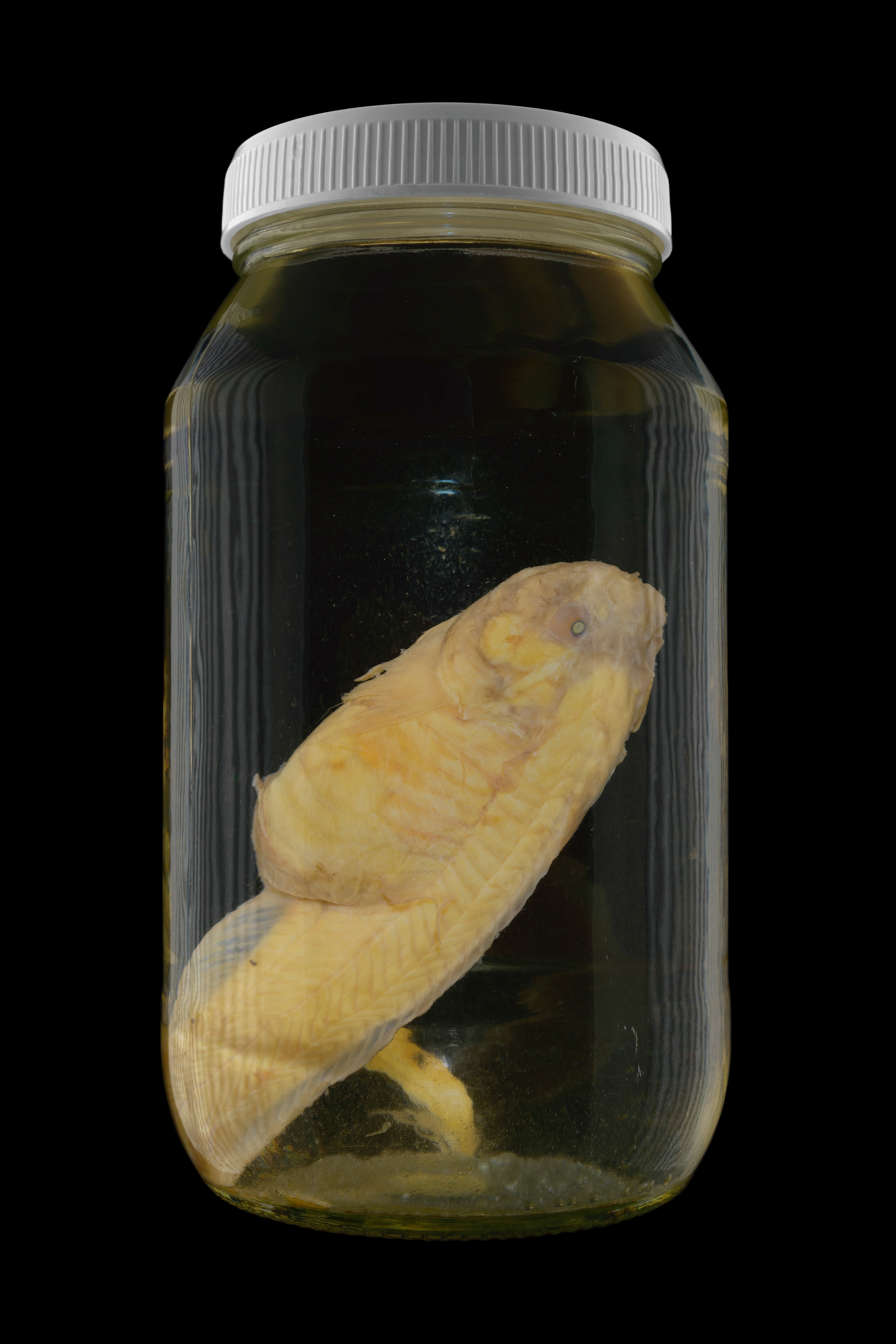 Notoliparis kermadecensis, Museum of New Zealand Te Papa Tongarewa #1, 2016