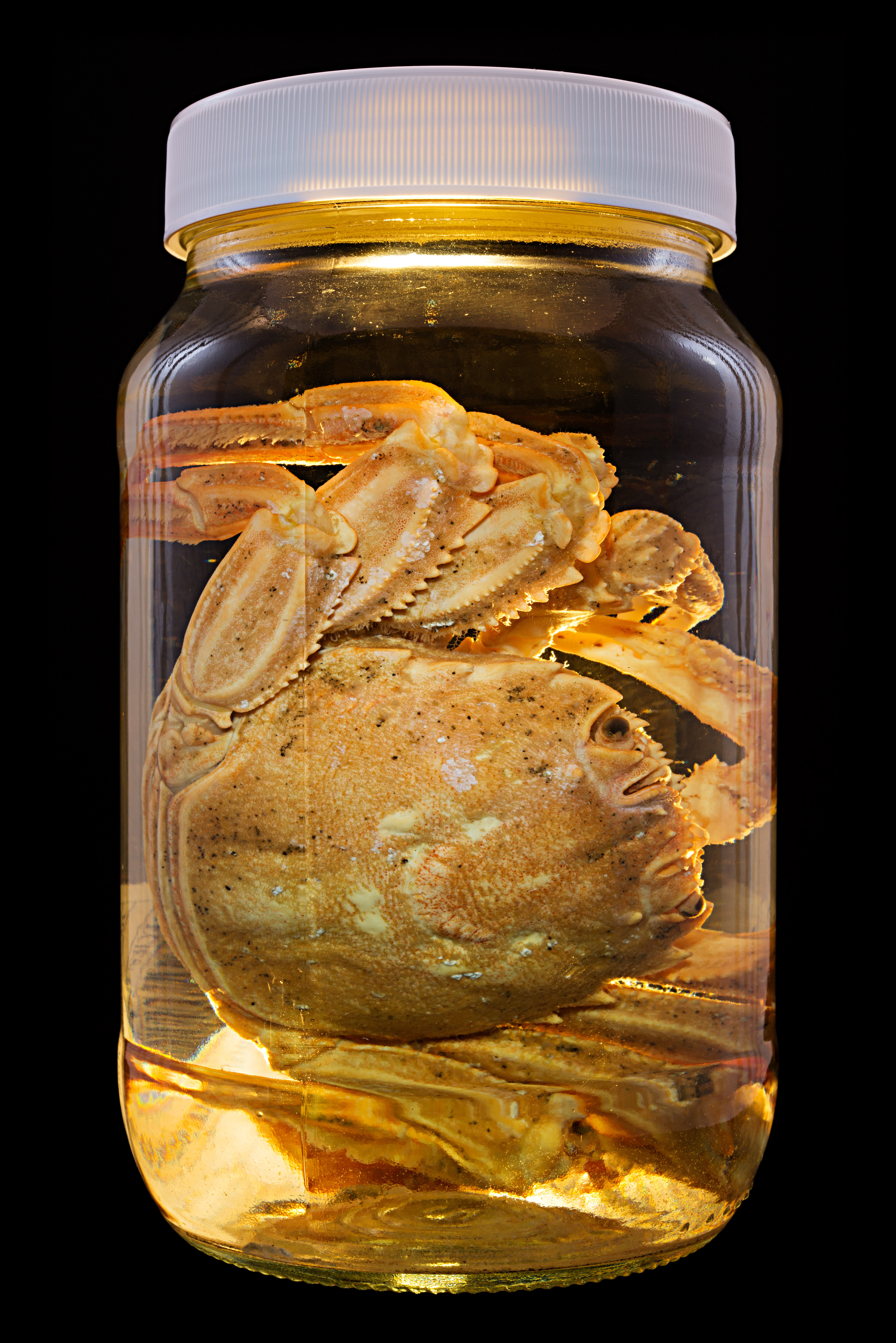 Grapsidae, Auckland Museum Tāmaki Paenga Hira #1, 2013