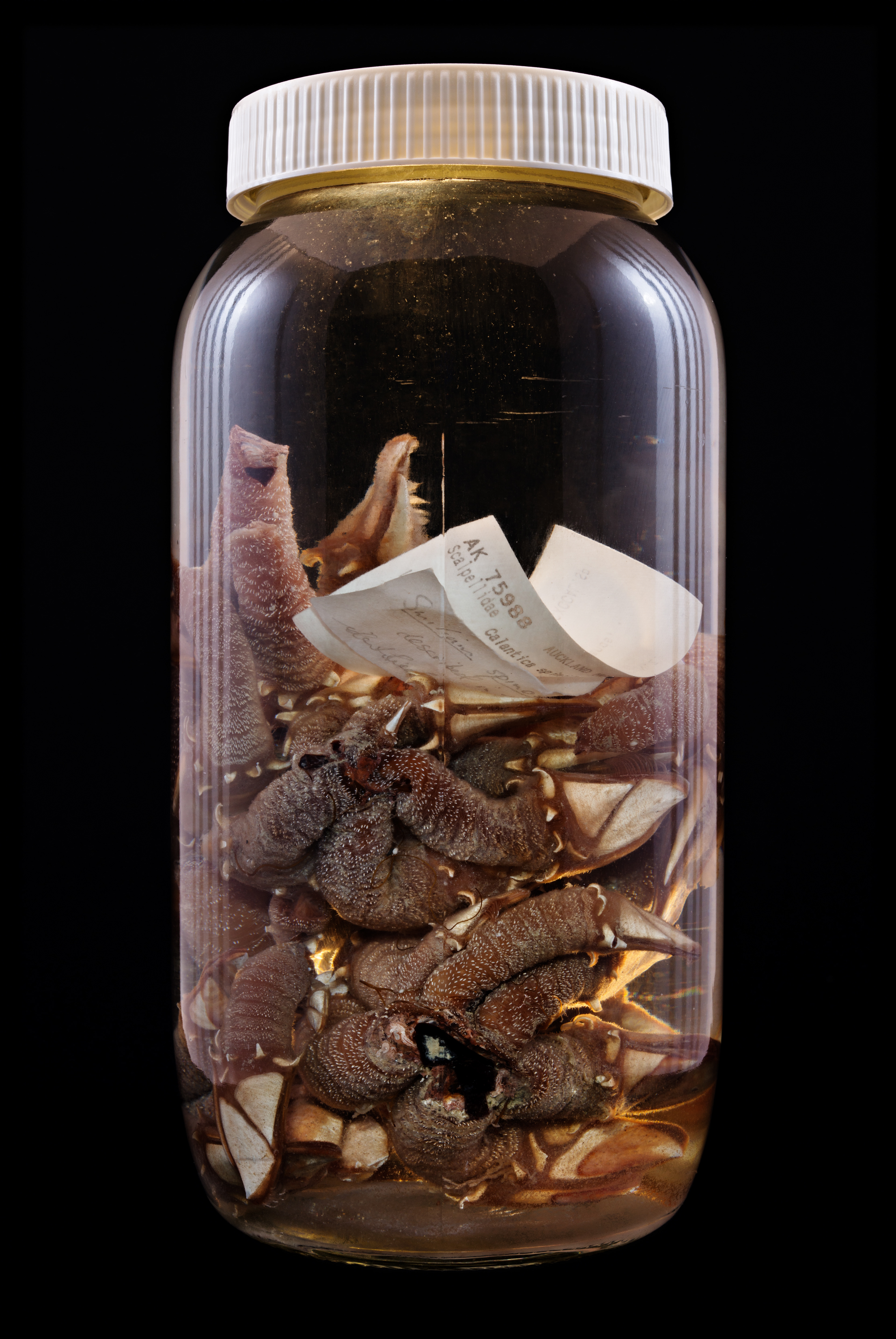 Calantica spinilatera, Auckland Museum Tāmaki Paenga Hira #1, 2013