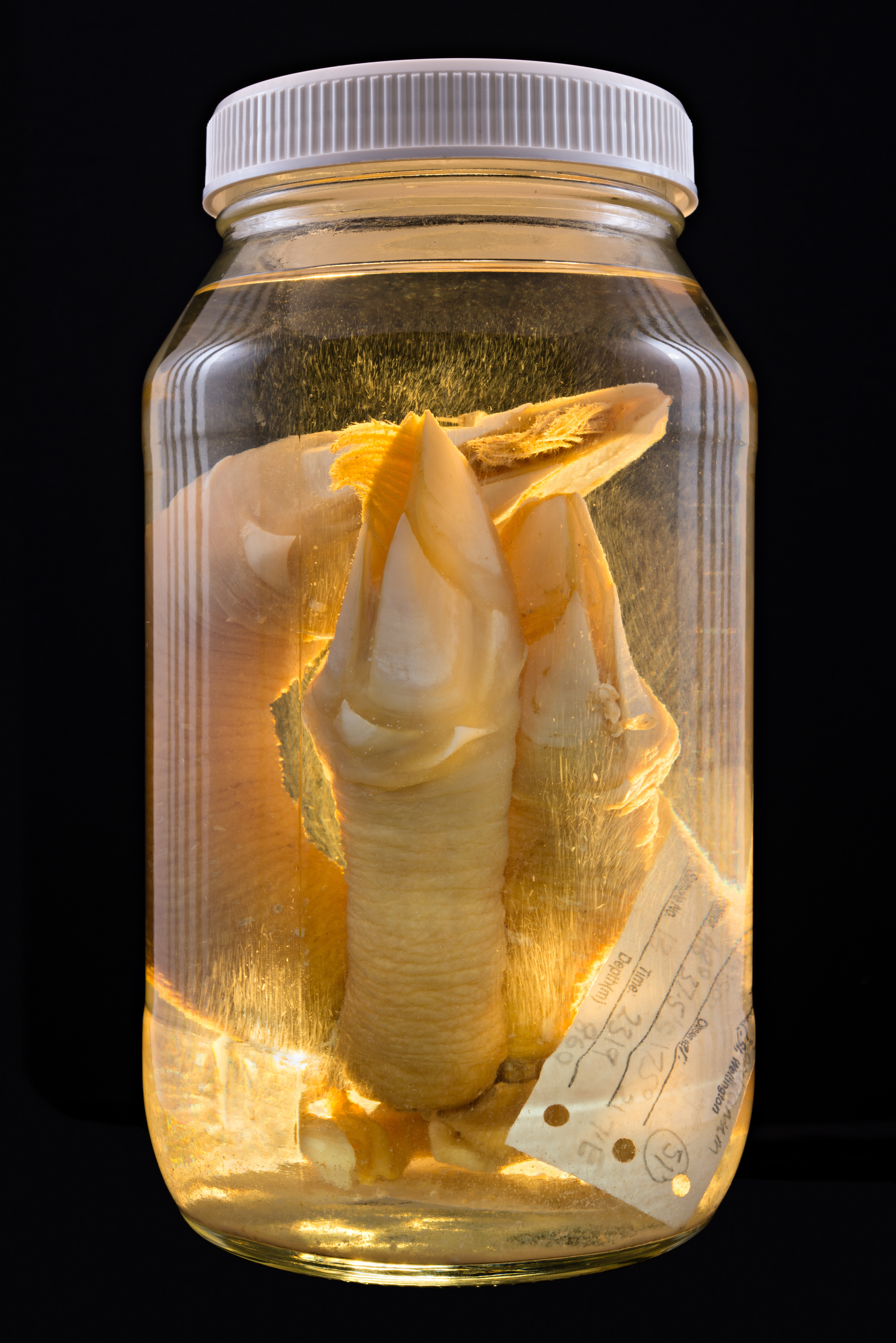 Smilium sp., Auckland Museum Tāmaki Paenga Hira #1, 2013