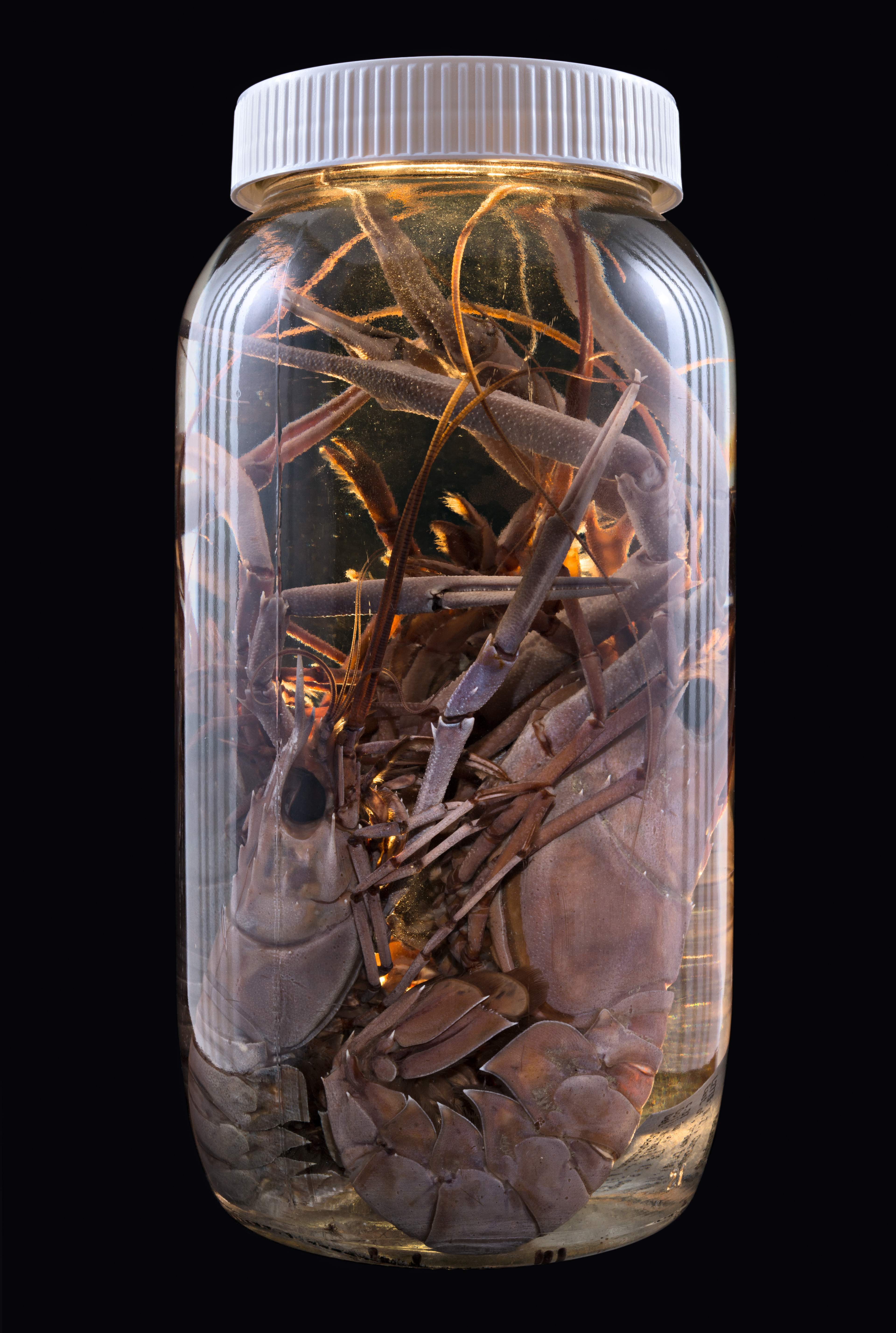 Metanephrops challengeri, Auckland Museum Tāmaki Paenga Hira #1, 2013