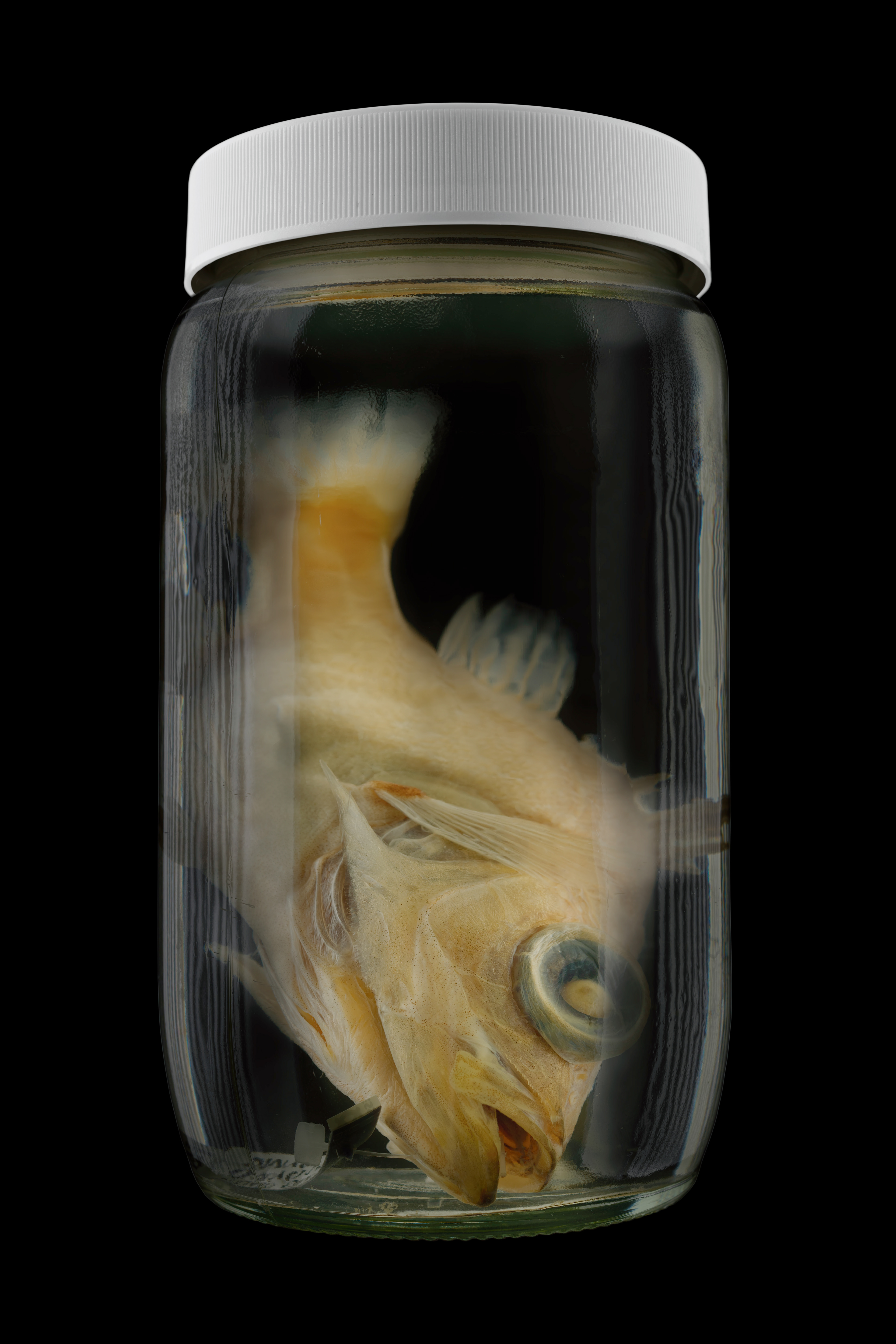 Ostracoberyx dorygenys, Museum of New Zealand Te Papa Tongarewa #1, 2016