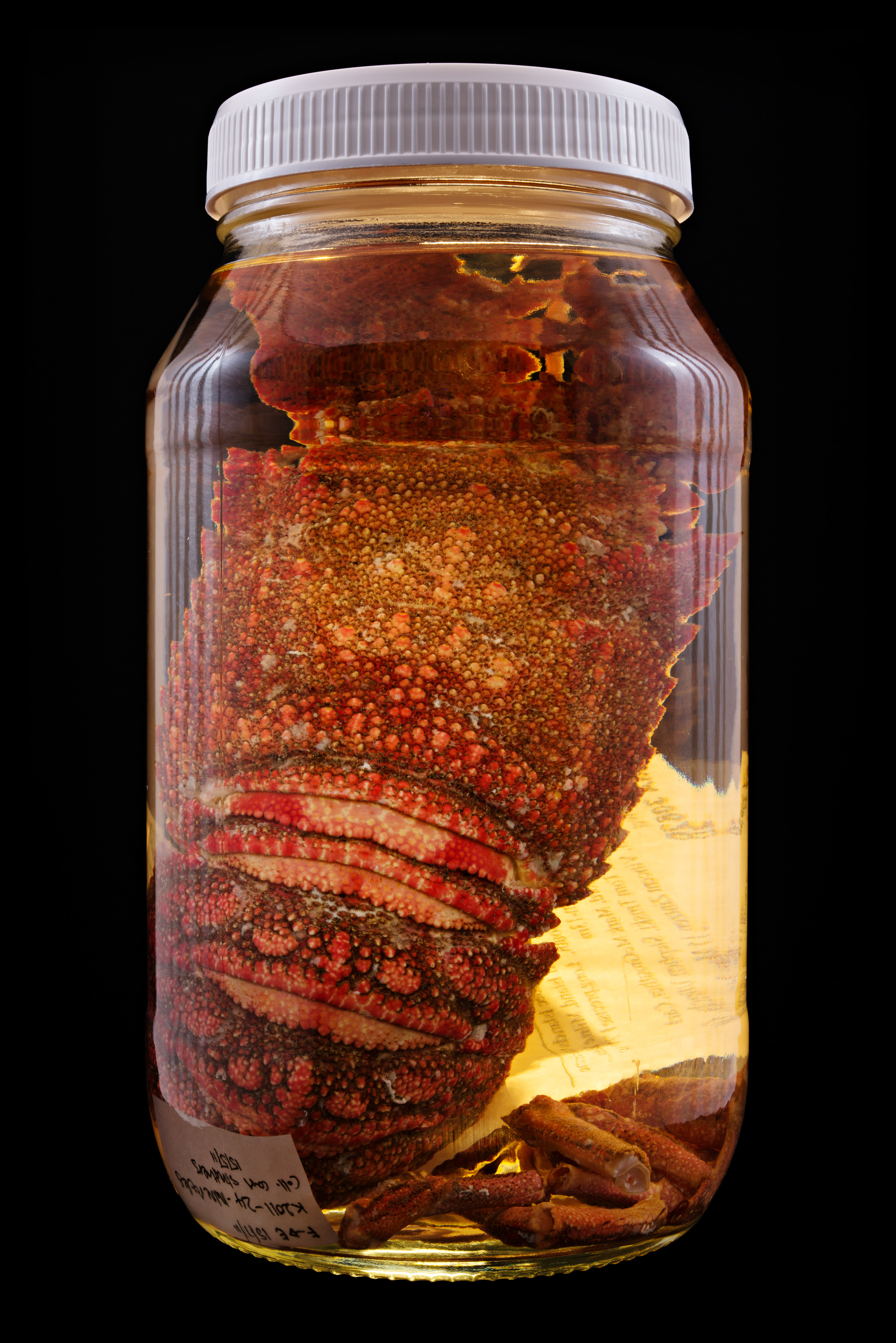 Arctides antipodarum, Auckland Museum Tāmaki Paenga Hira #1, 2013