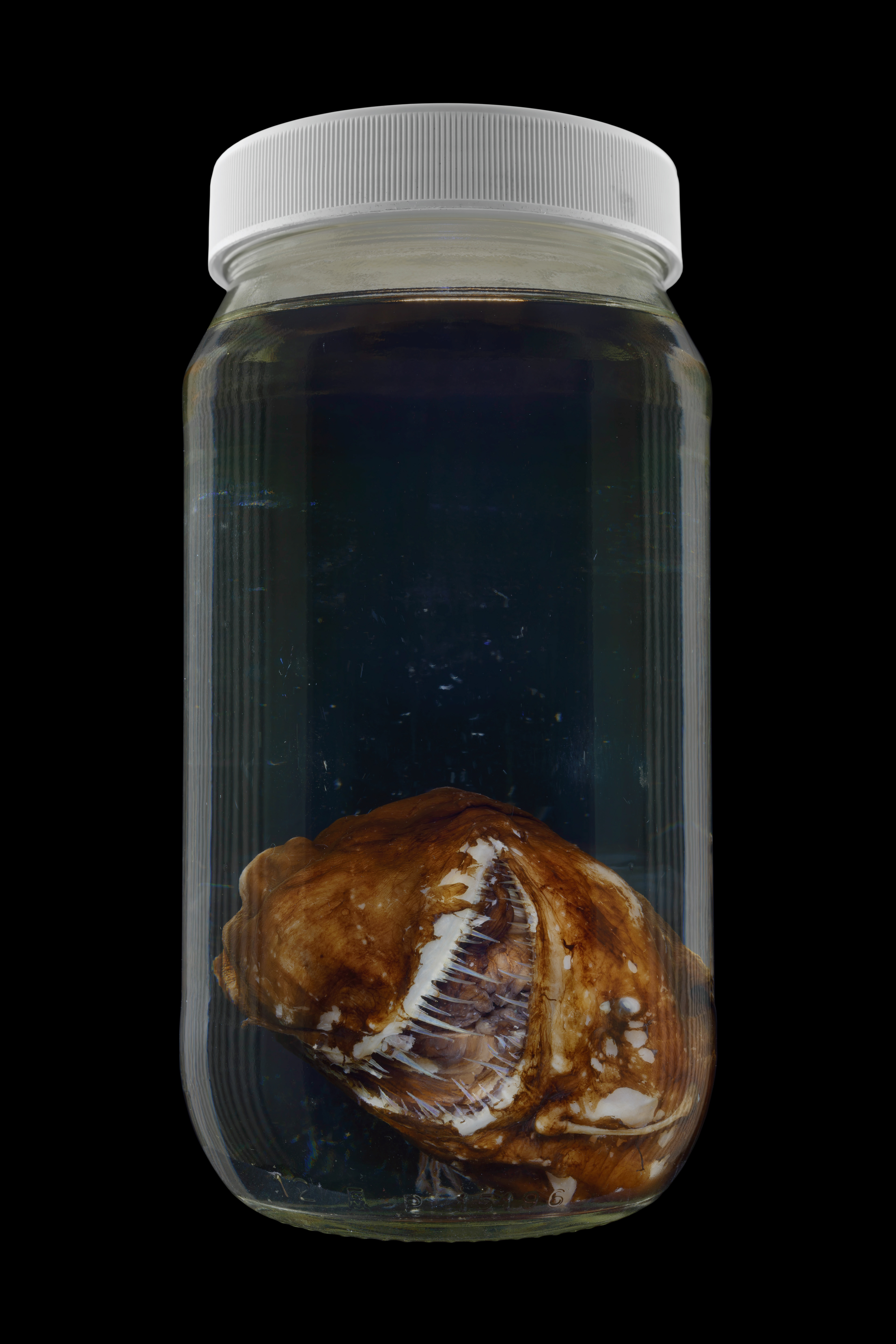 Melanocetus johnsonii, Museum of New Zealand Te Papa Tongarewa #1, 2016
