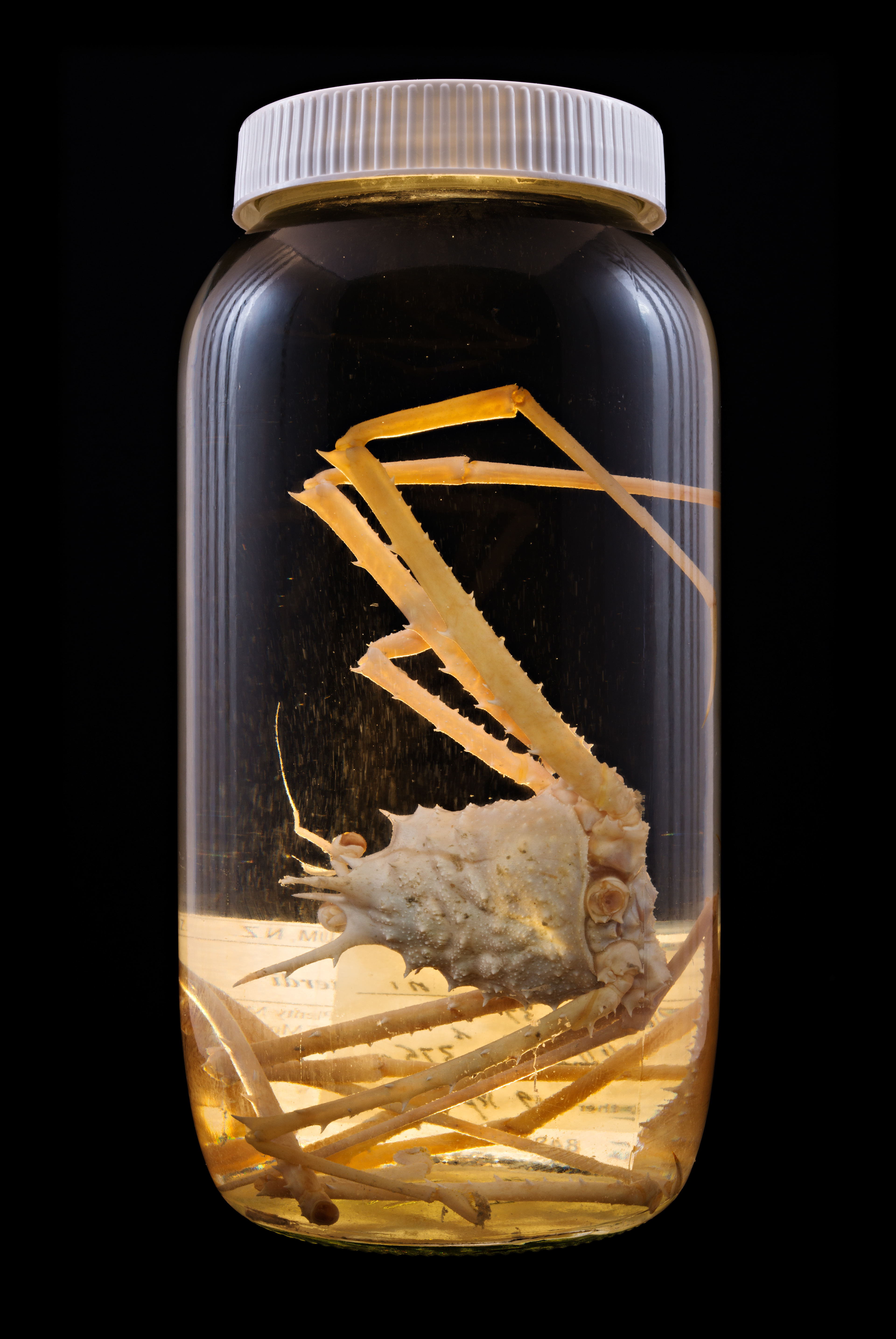 Dagnaudus petterdi, Auckland Museum Tāmaki Paenga Hira #2, 2013