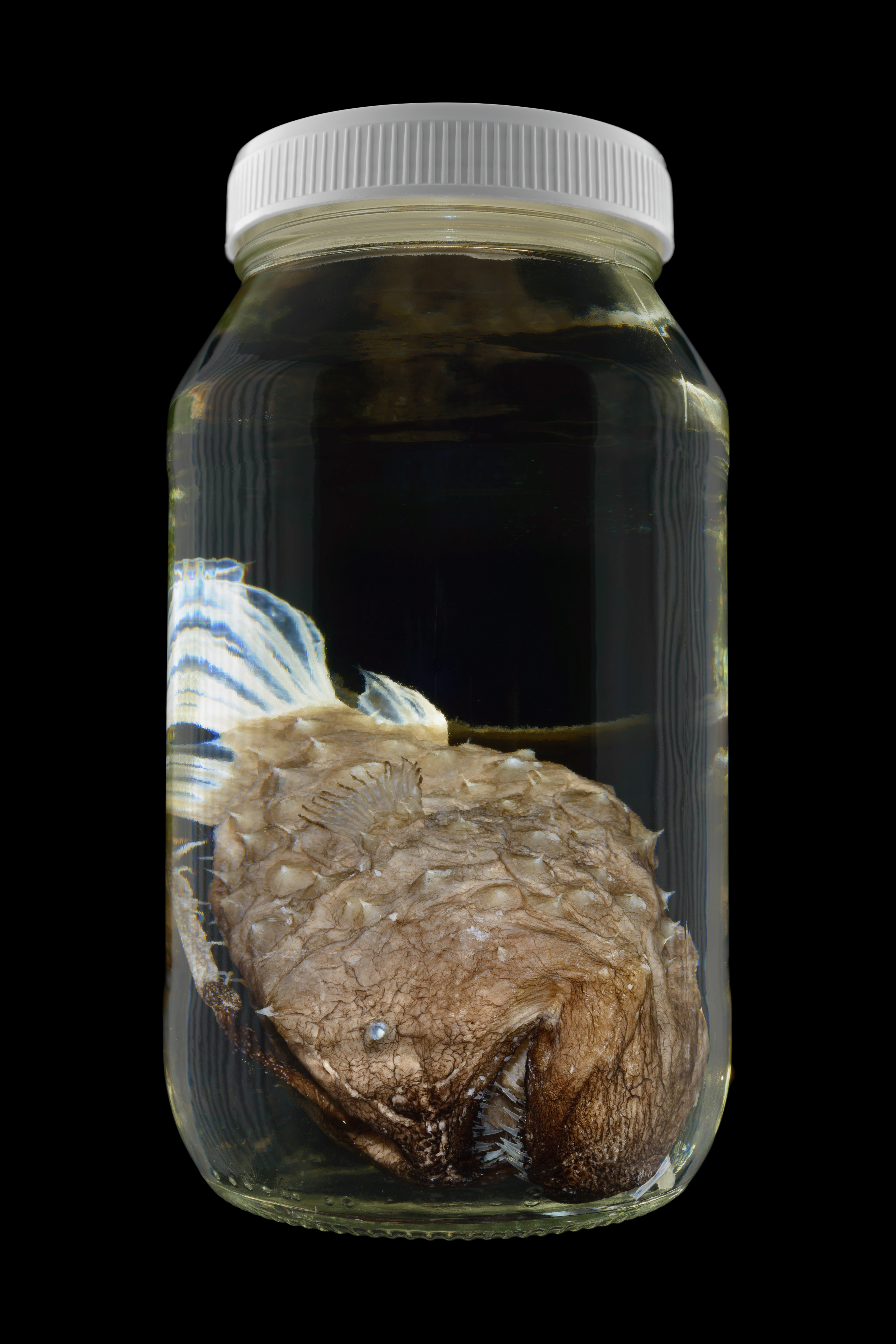 Himantolophus stewarti, Museum of New Zealand Te Papa Tongarewa #1, 2016