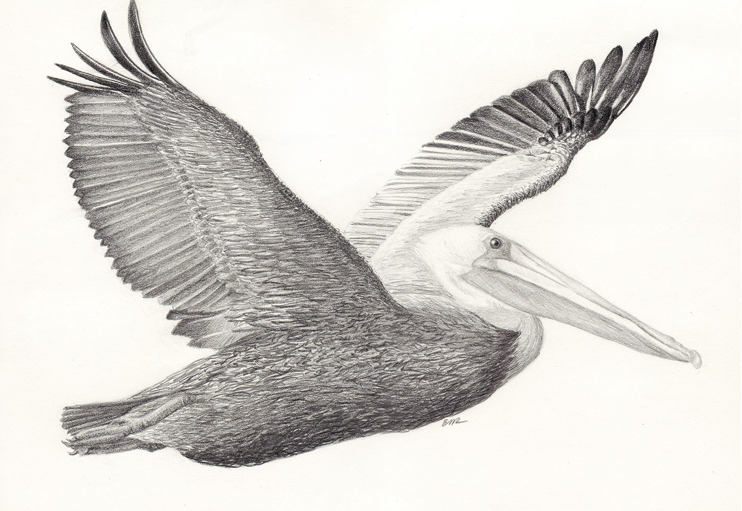 Brown Pelican