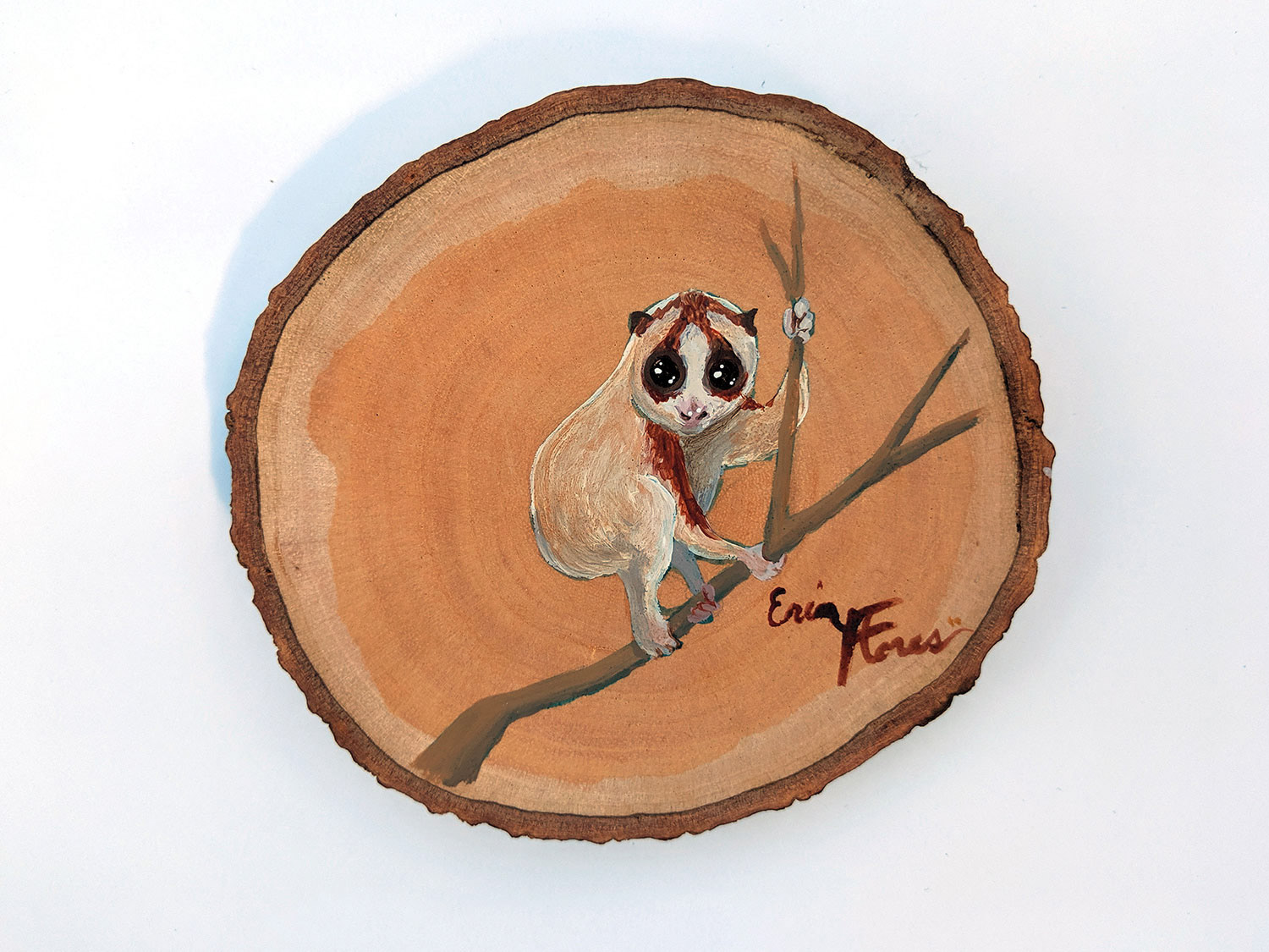 3"x3" Lady Loris