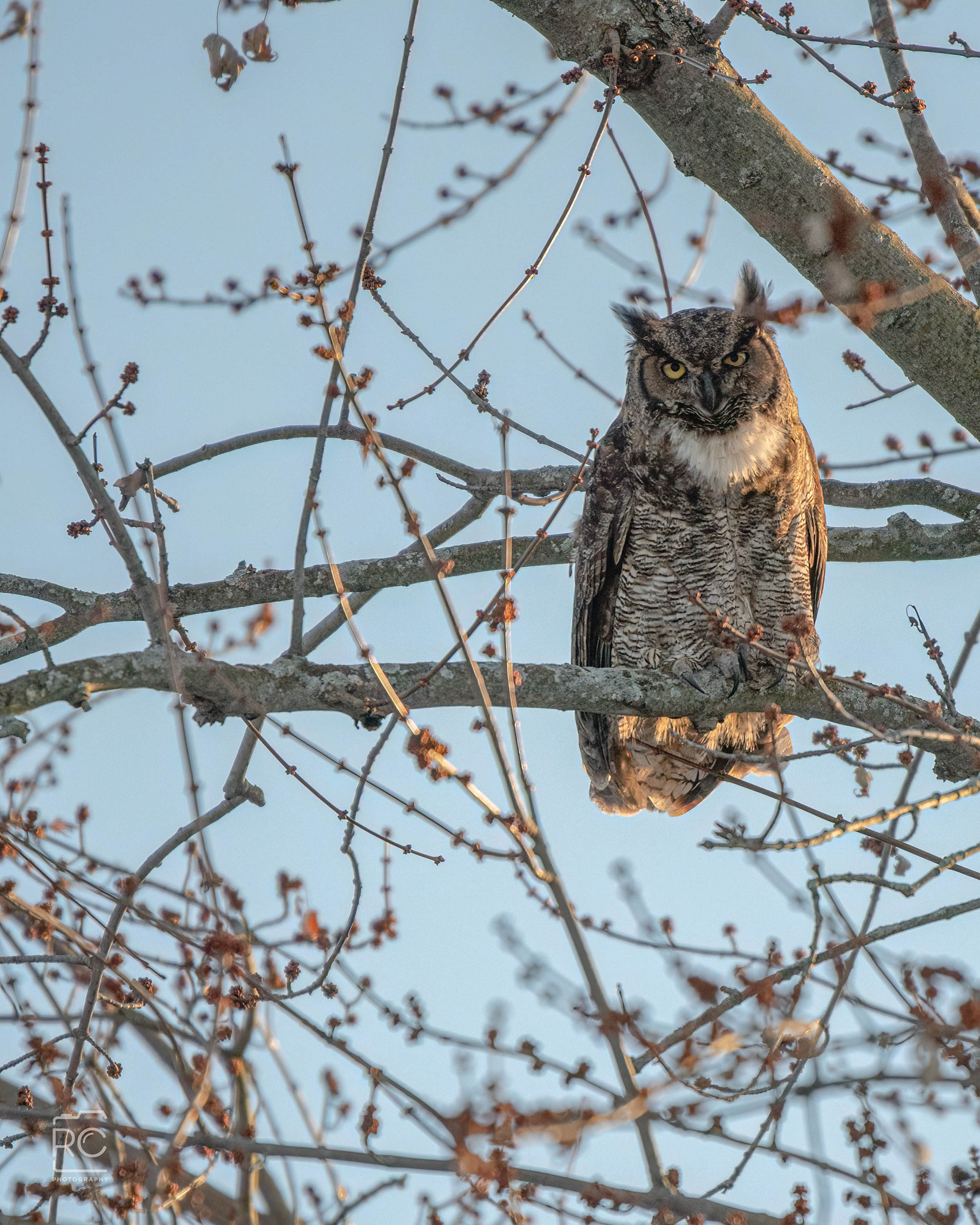 Great Horned Owl