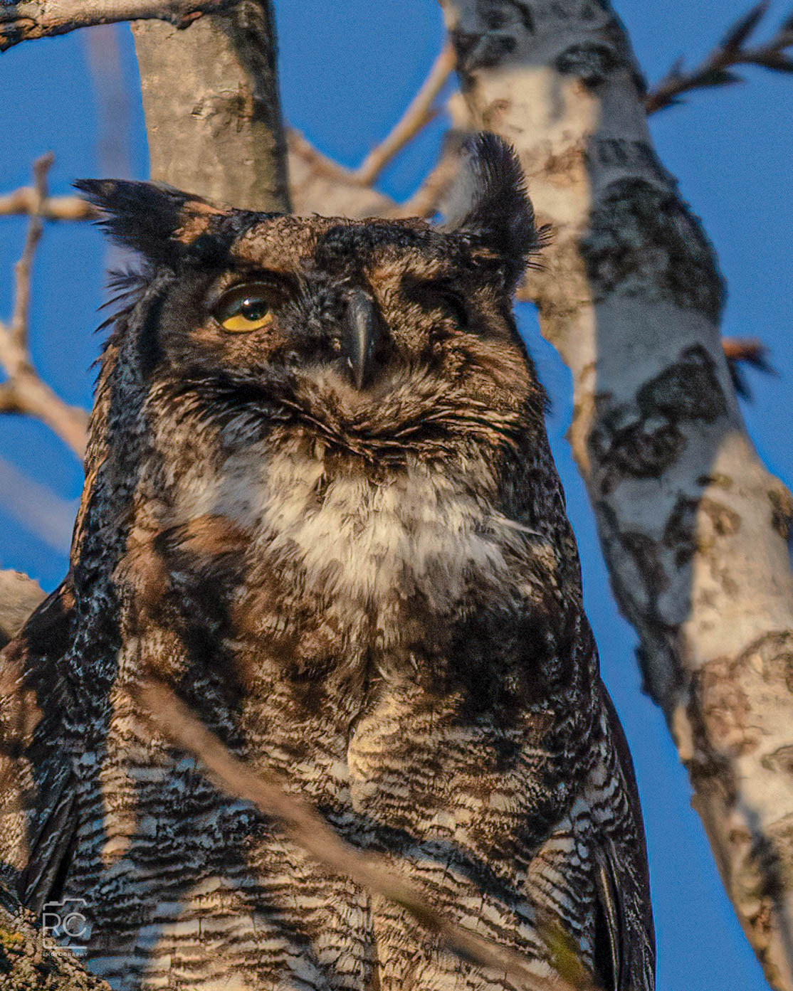 Great Horned Owl