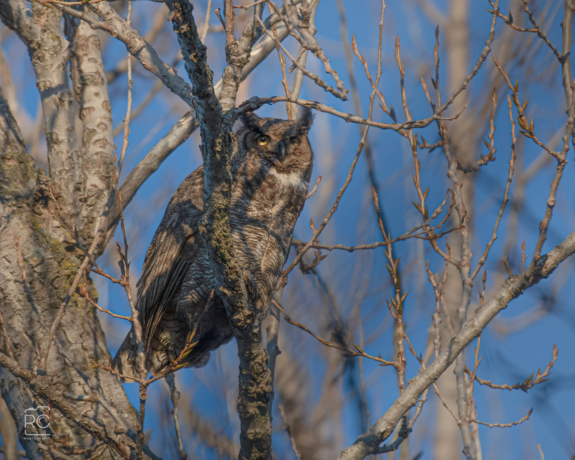 Great Horned Owl