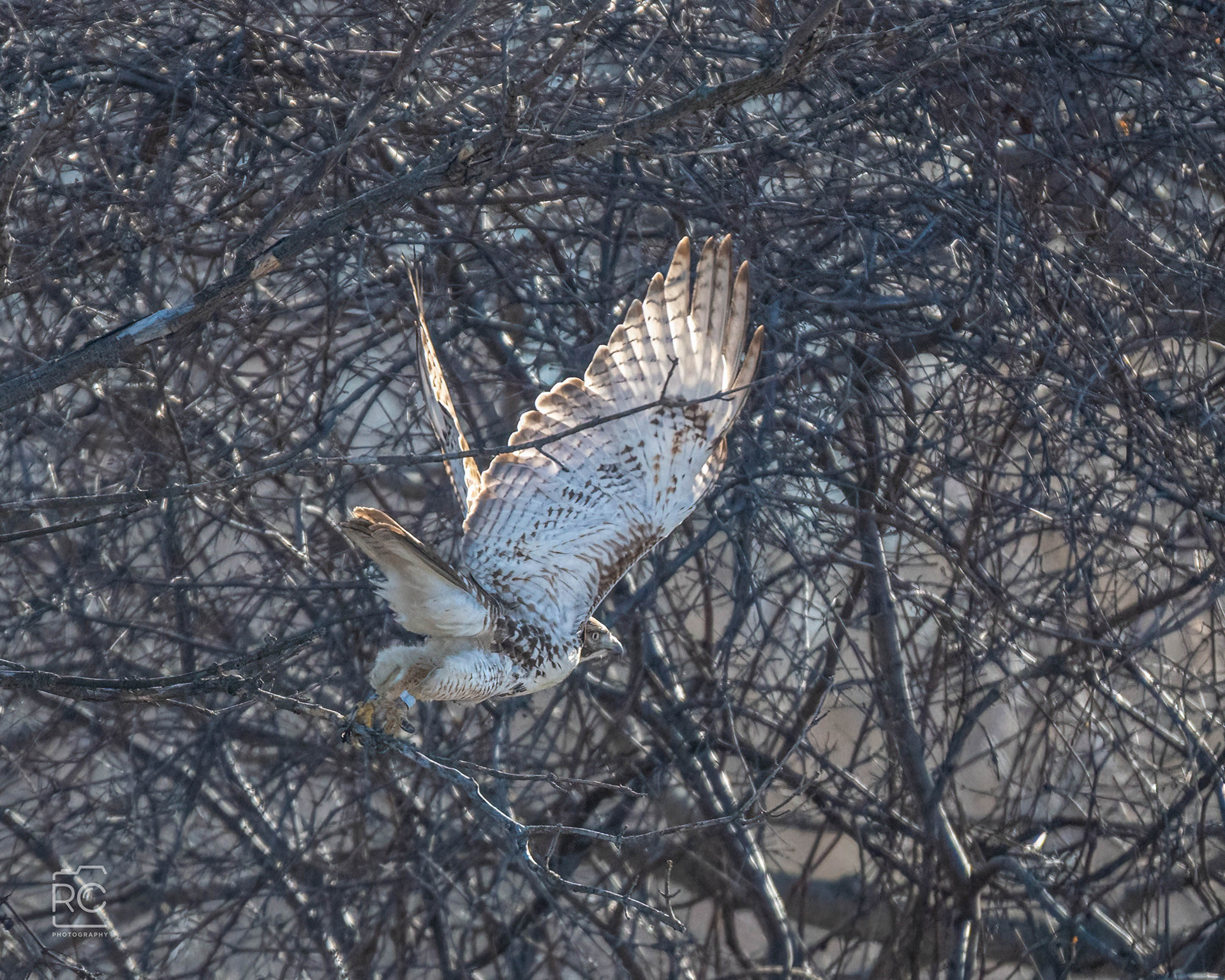 Red-tailed Hawk