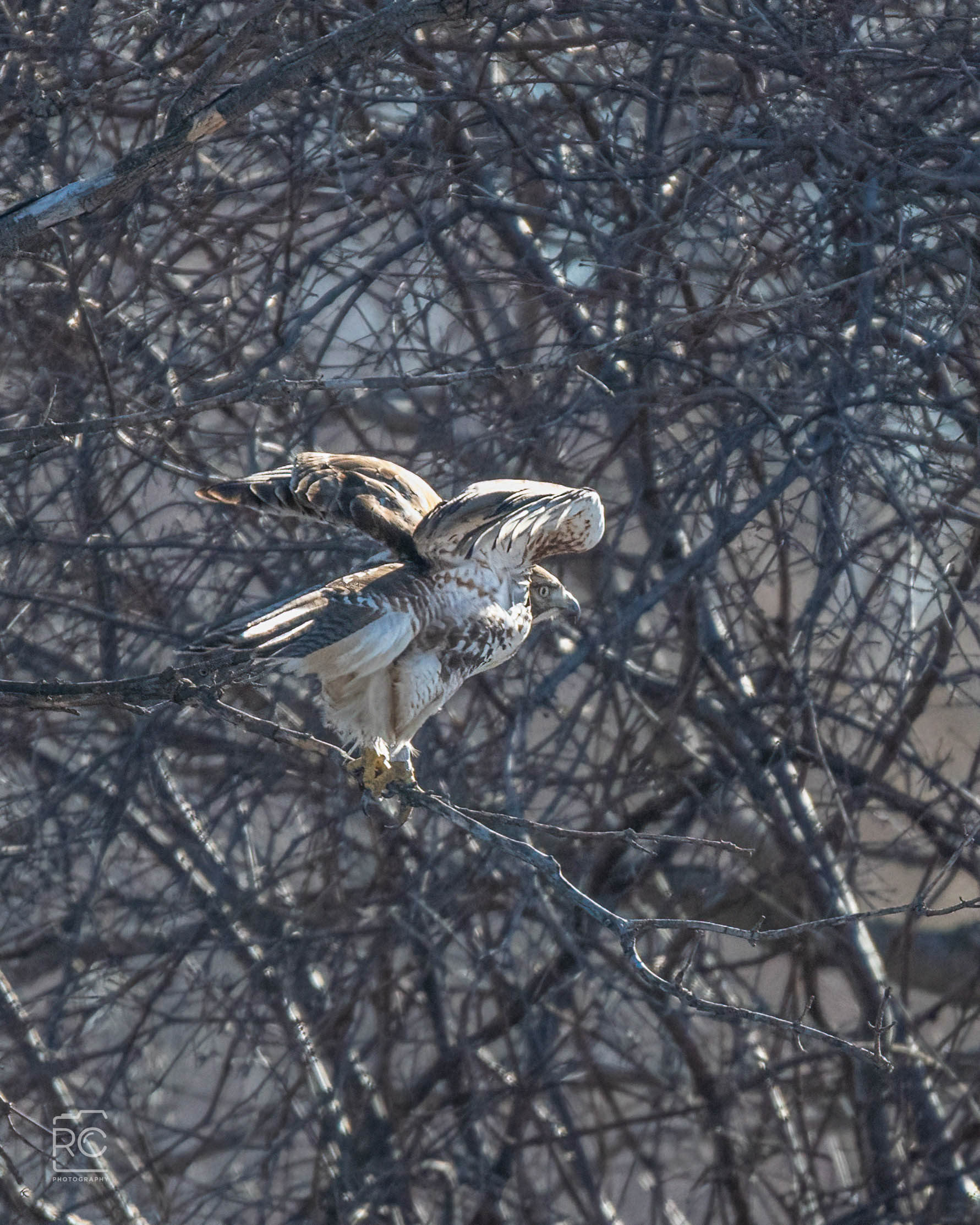 Red-tailed Hawk