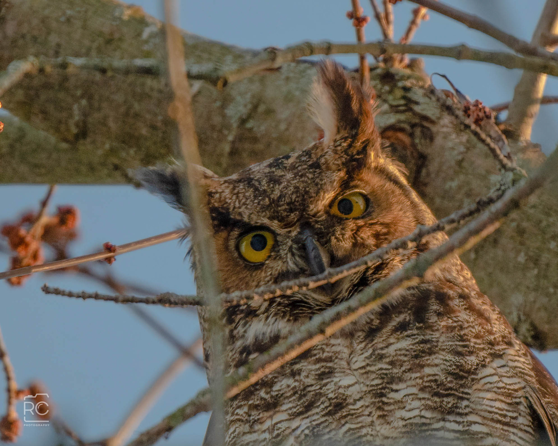 Great Horned Owl