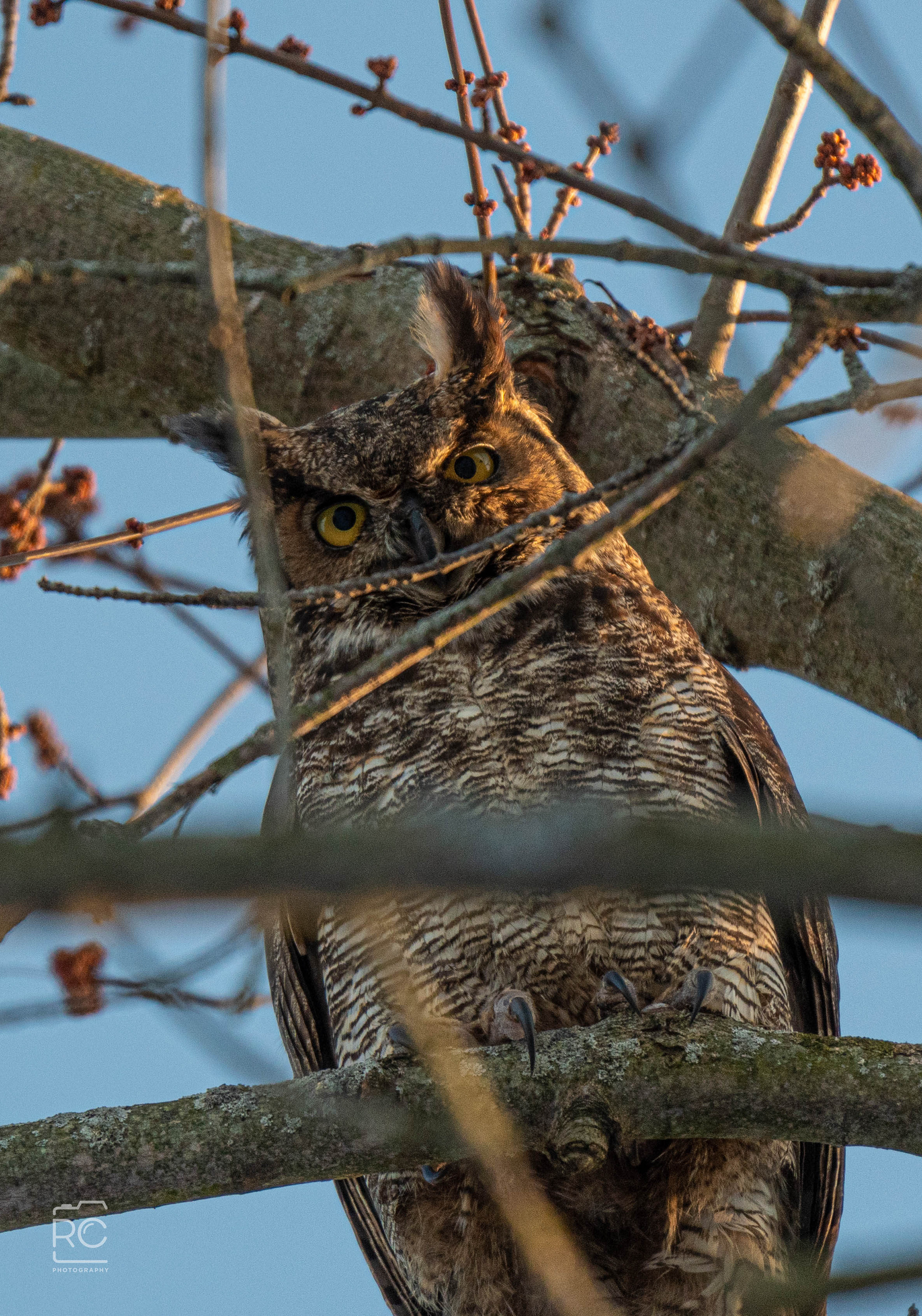 Great Horned Owl