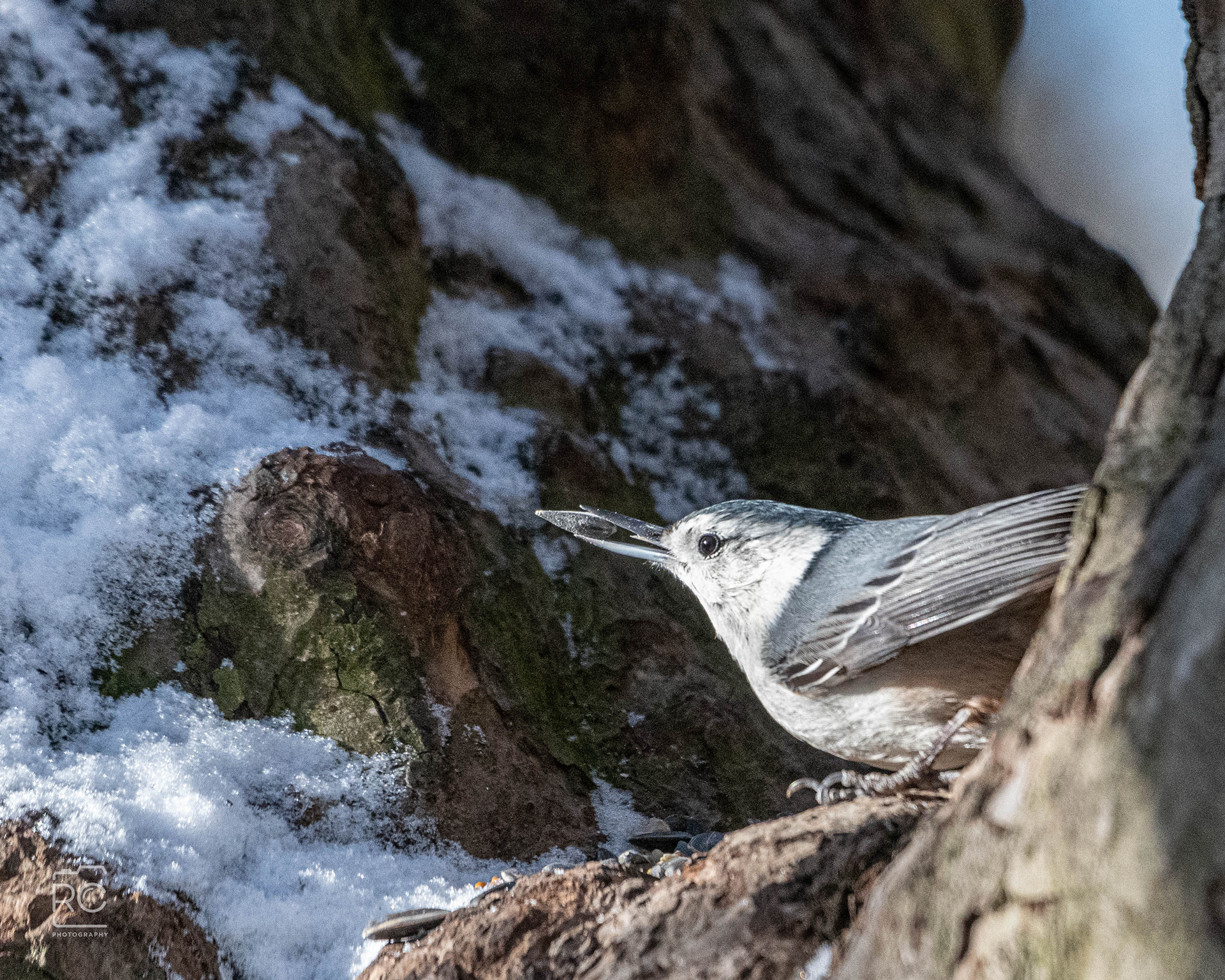 White-breasted Nuthatch