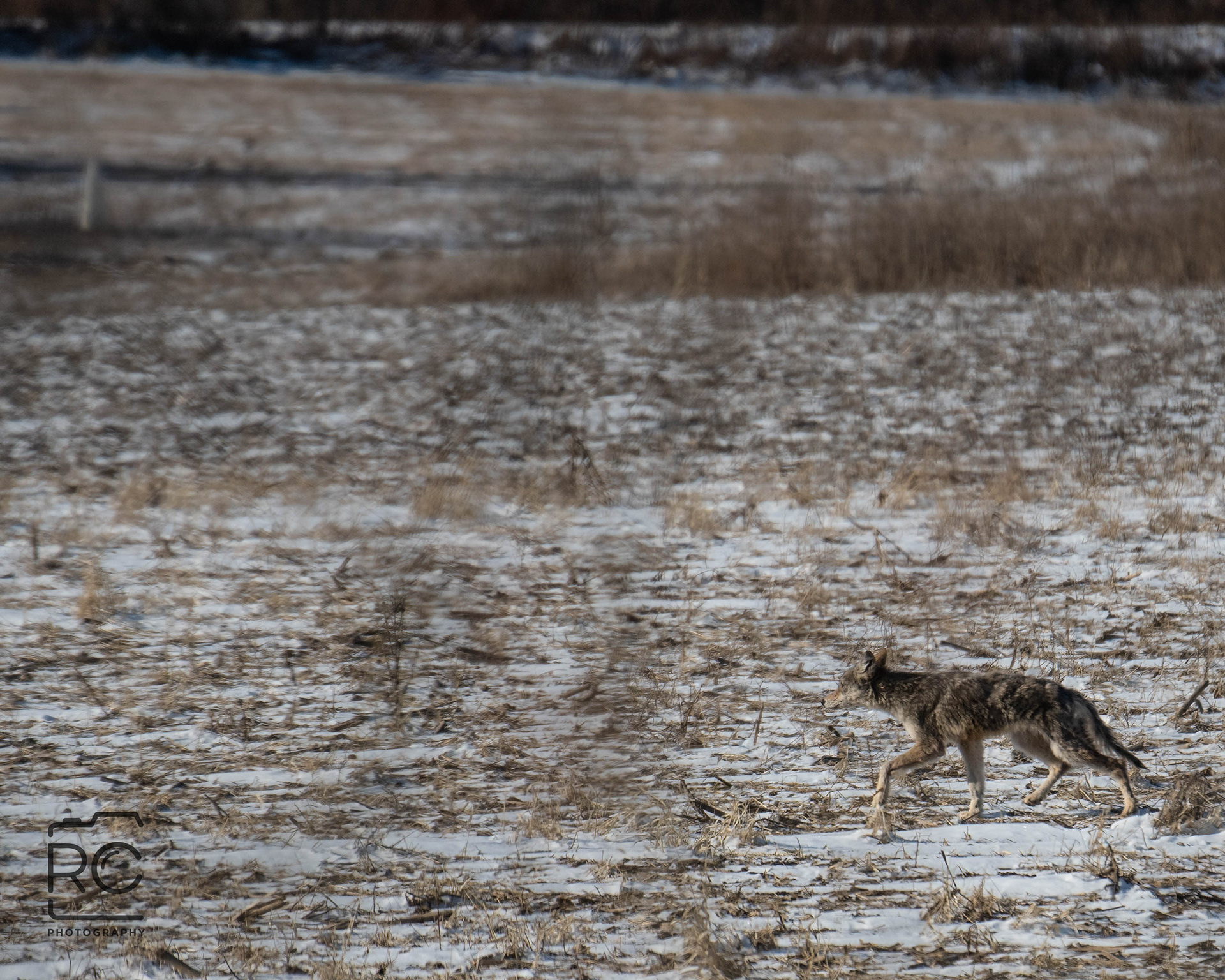 Coyote