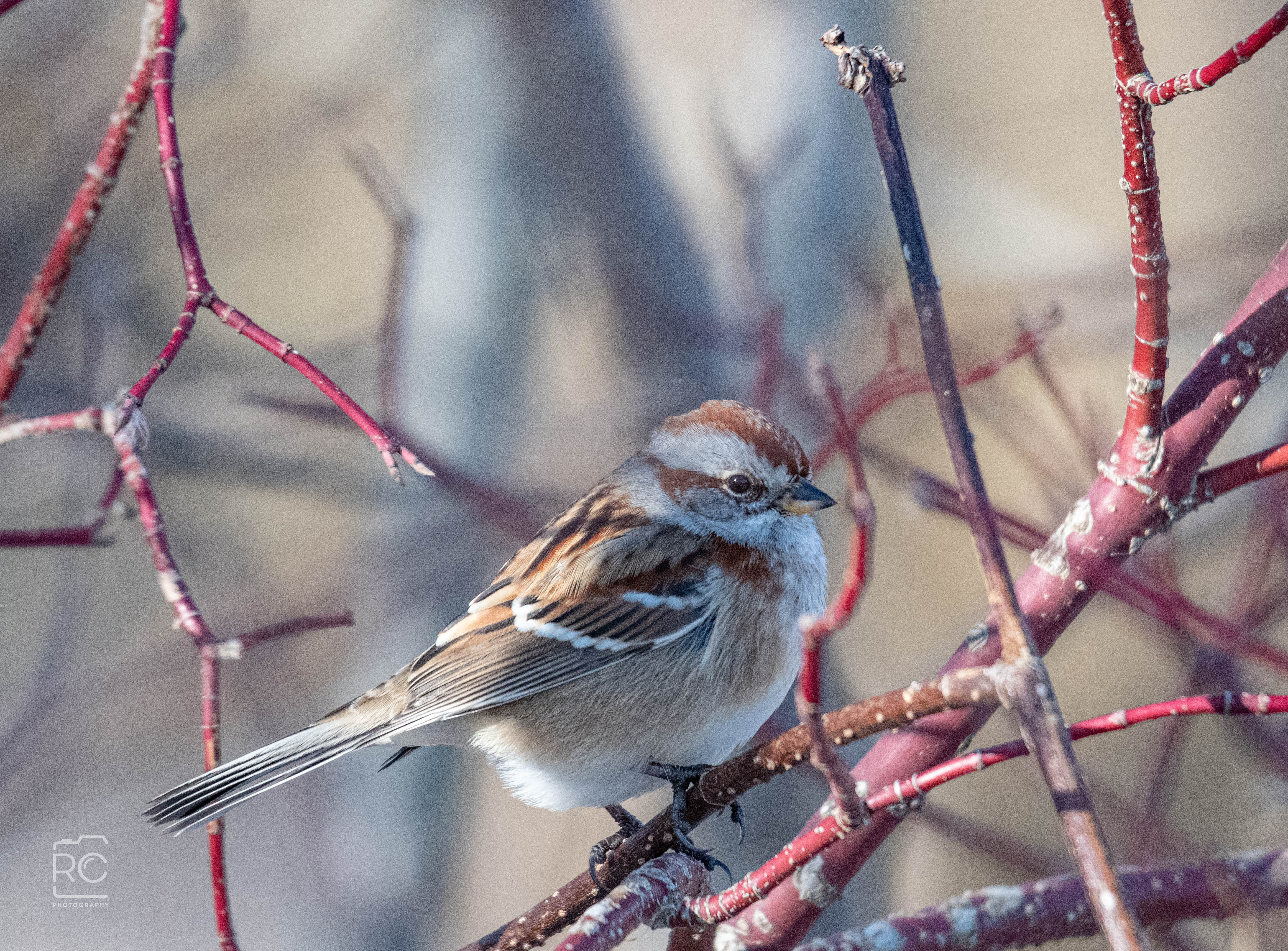 Song Sparrows