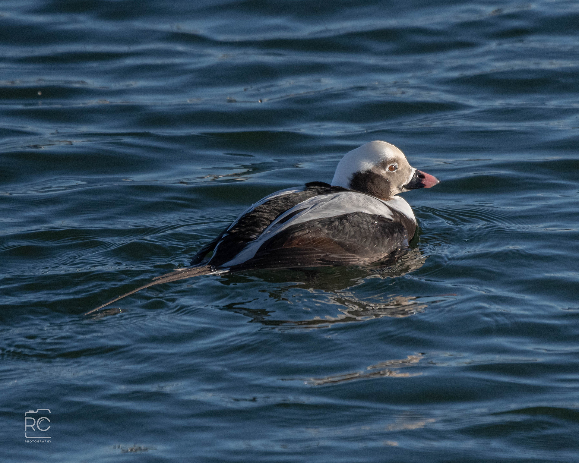 The long-tailed duck, formerly known as oldsquaw