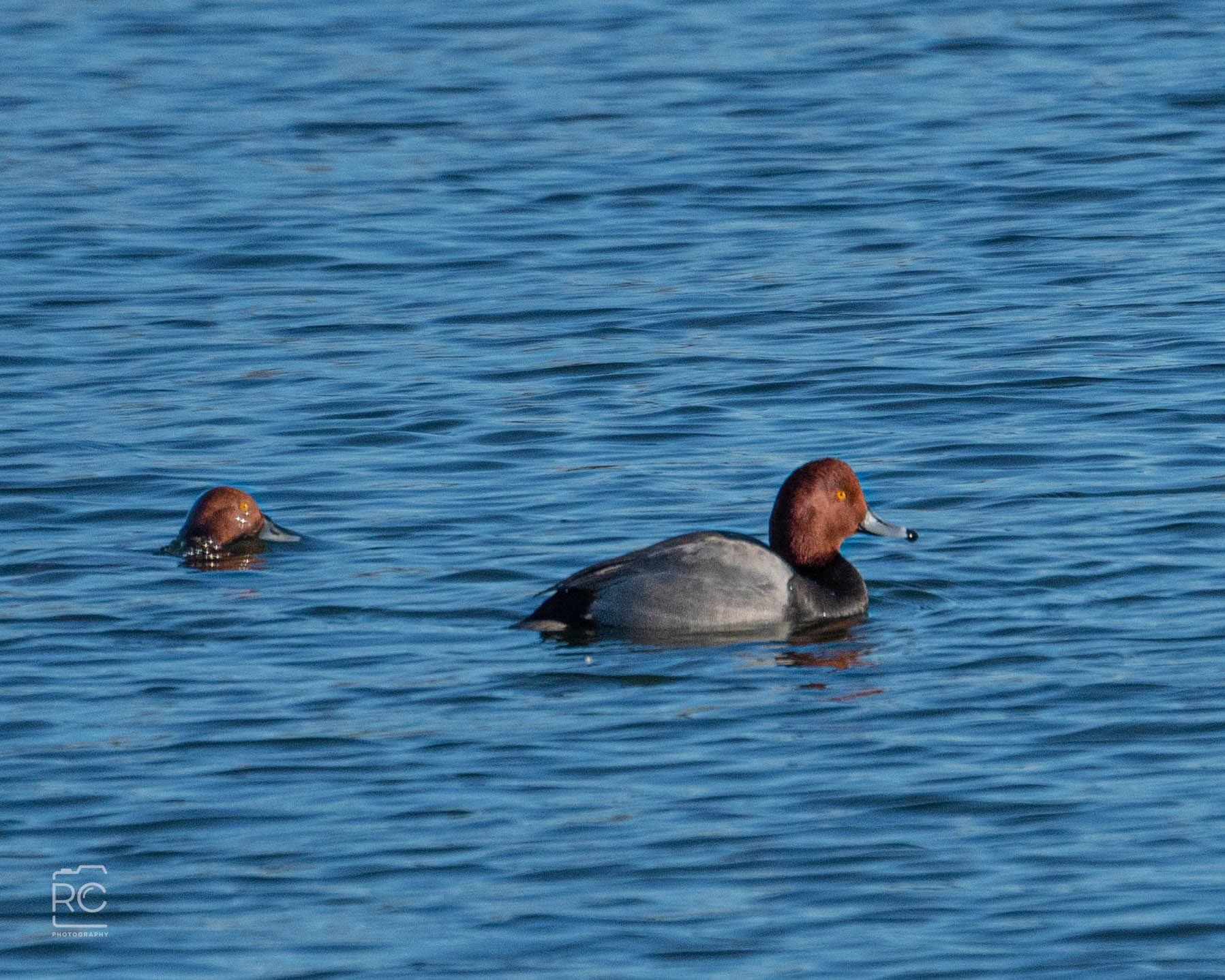 Goldeneye
