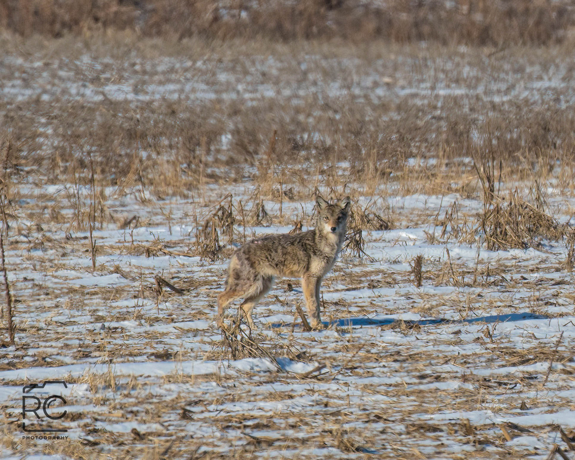 Coyote