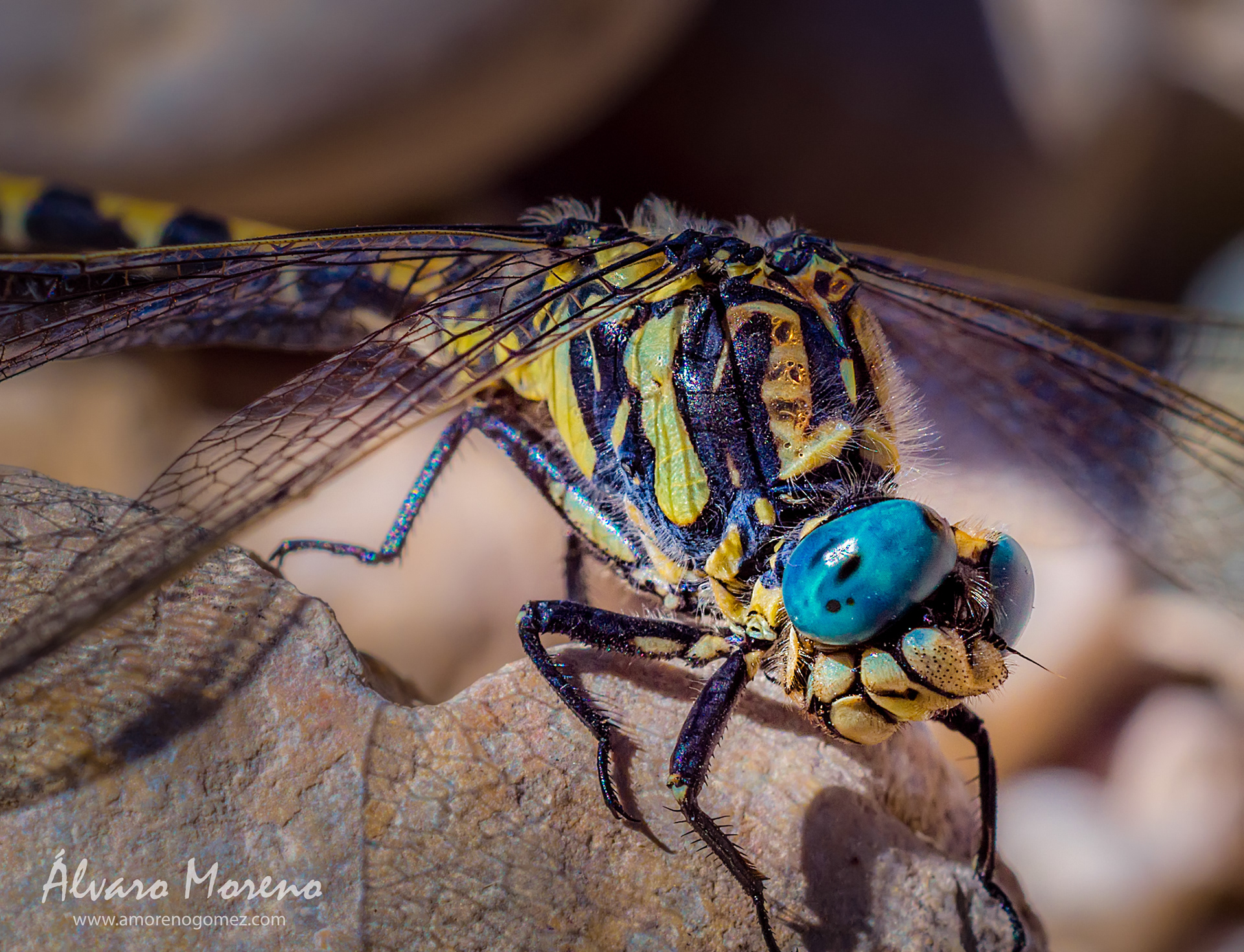 Libélula Onychogomphus forcipatus.