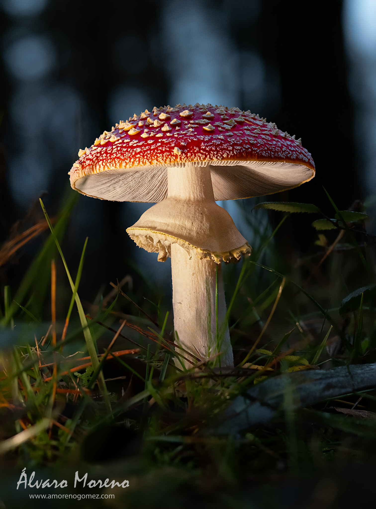 Amanita en la cuneta de un camino en un anochecer.