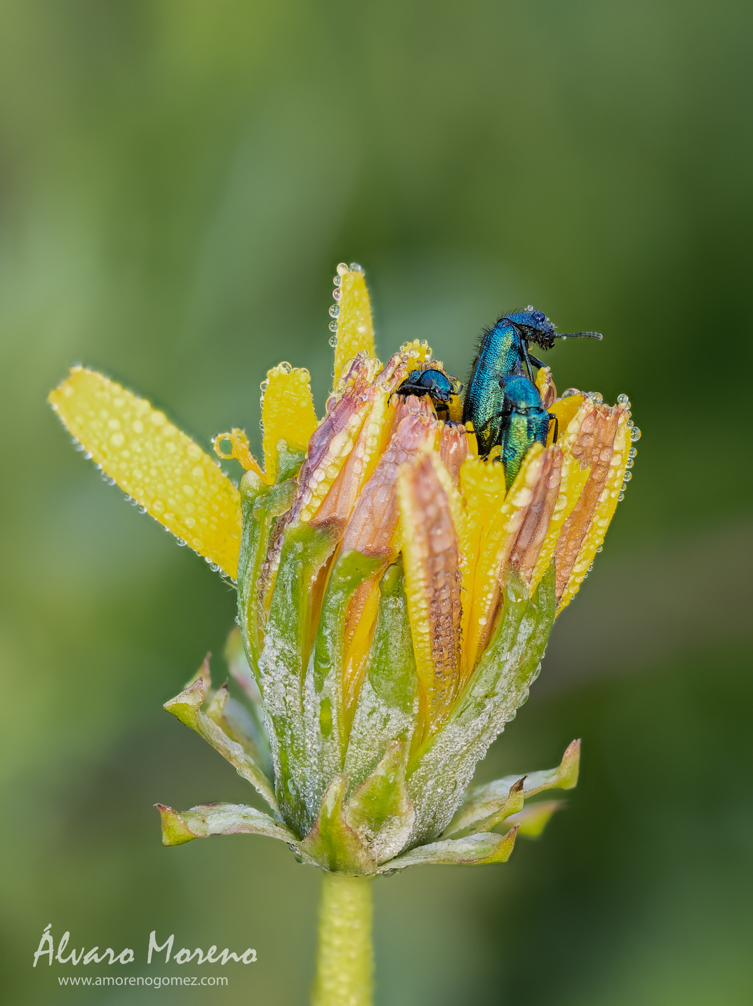 Despertar entre pétalos y rocío --  OM System OM-1 | M.Zuiko 60mm F2.8 Macro --  ISO 1600 | Apilado de enfoque | f3.5 | 60mm | 1/200 seg