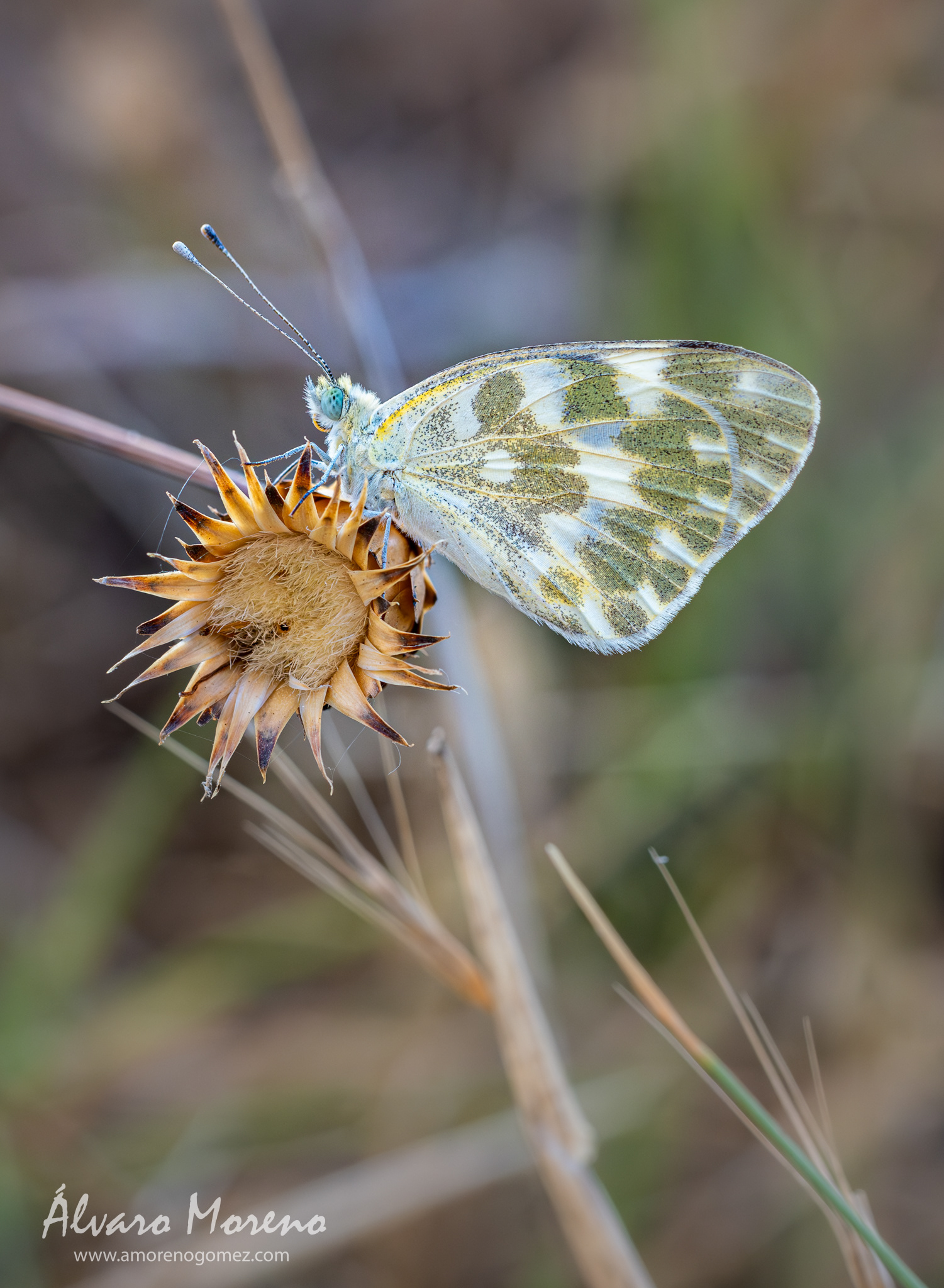 Mariposa Pontia con los últimos rayos del día posada en la cuneta de un camino ignorando todo el tránsito de personas y perros en su cercanía.