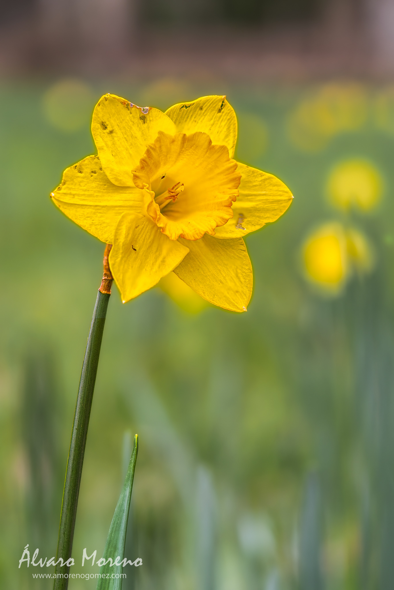 Narcissus en el Jardín del Príncipe de Aranjuez
